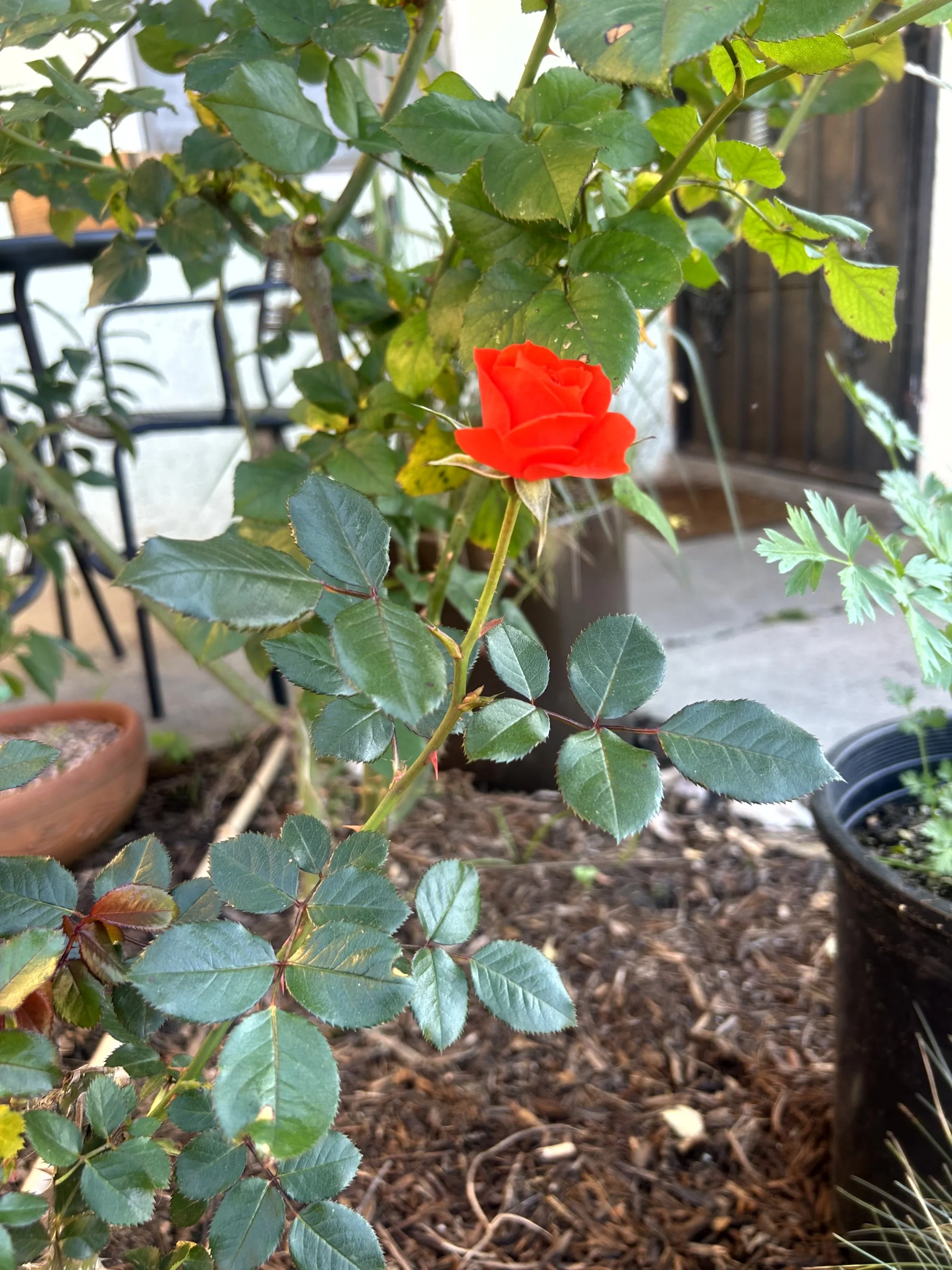 A close-up of a red flower on a green bush with broad leaves, situated in a garden with a wooden fence and potted plants in the background.