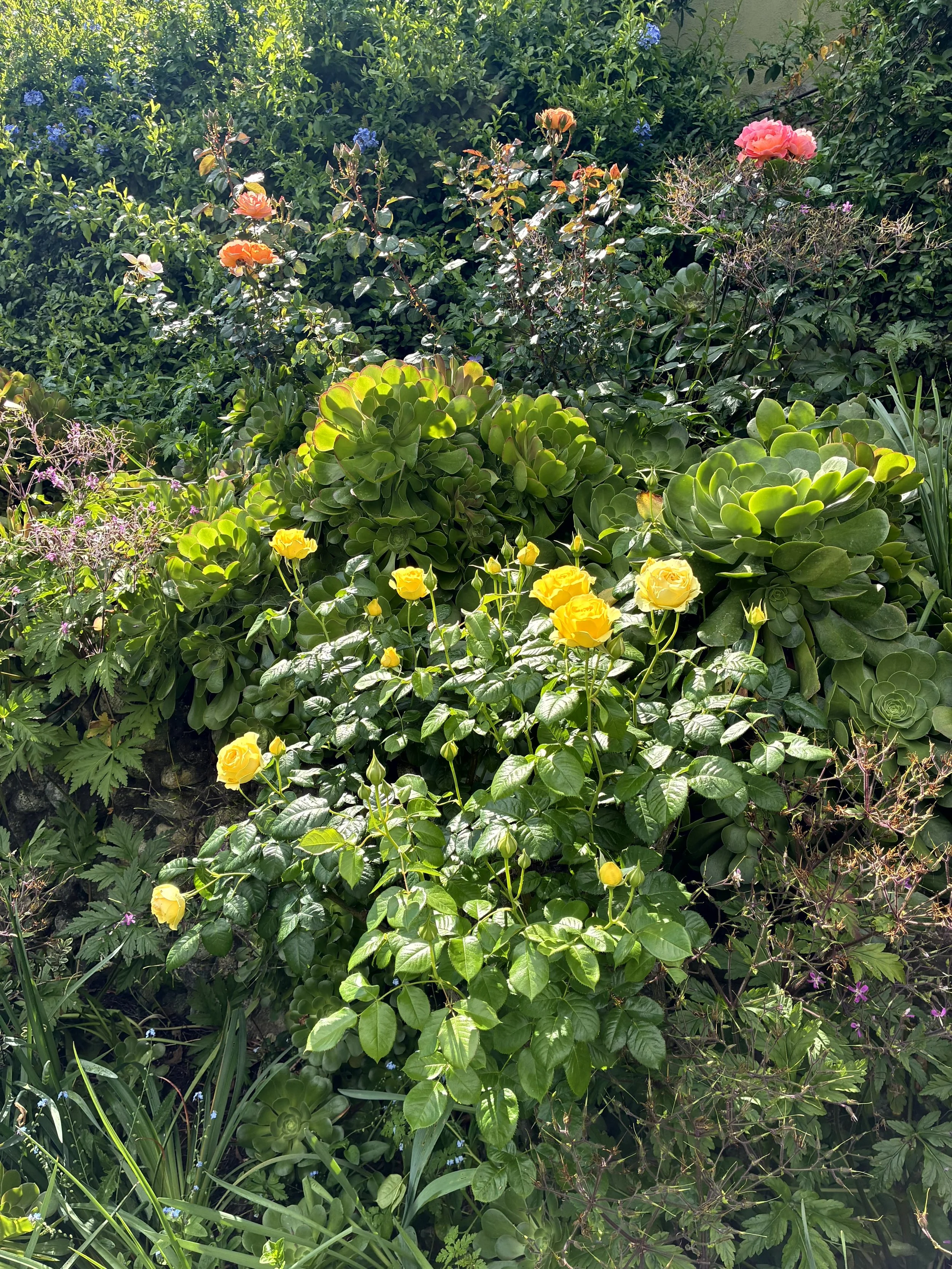 A garden with various types of greenery, pink and yellow Julia Child roses and small purple flowers.