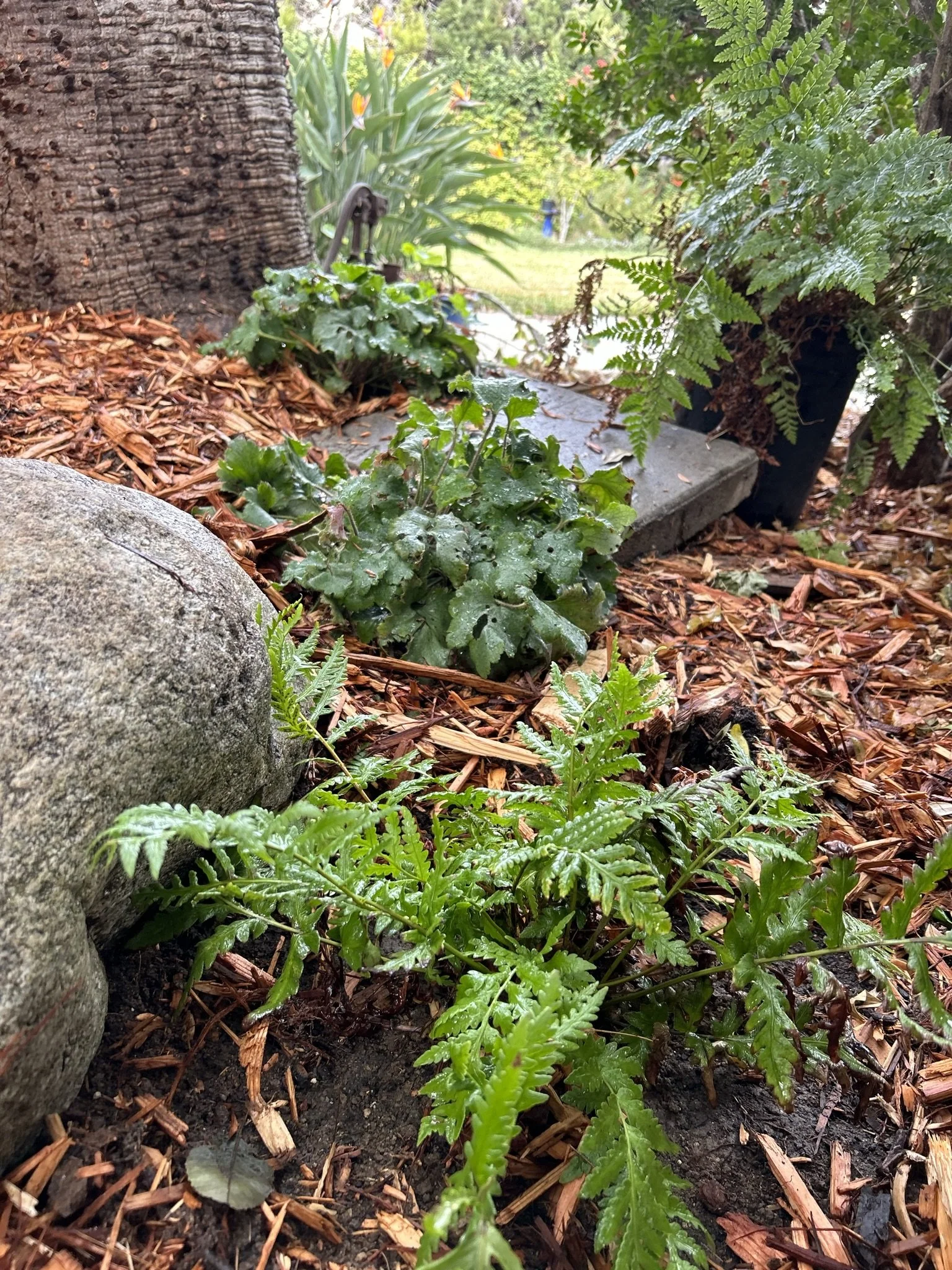 Close-up of garden plants, including a small fern and leafy ground cover, with mulch and a large rock in the foreground, a tree trunk on the left, and a lawn with bushes and a pathway in the background.