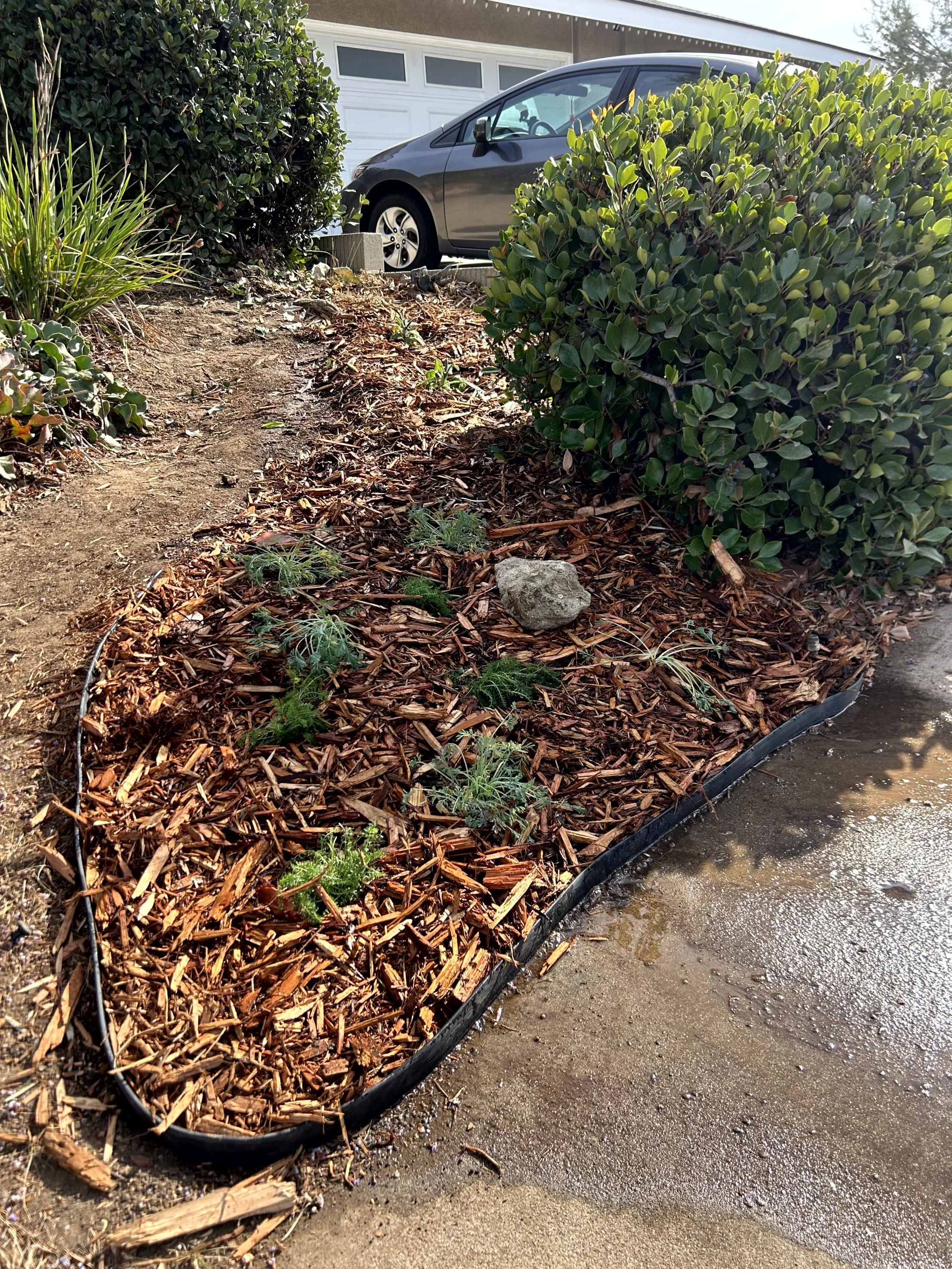 A garden bed with mulch, small green plants, and bushes along a sidewalk near a house with a white garage door. A gray car is parked in the driveway.
