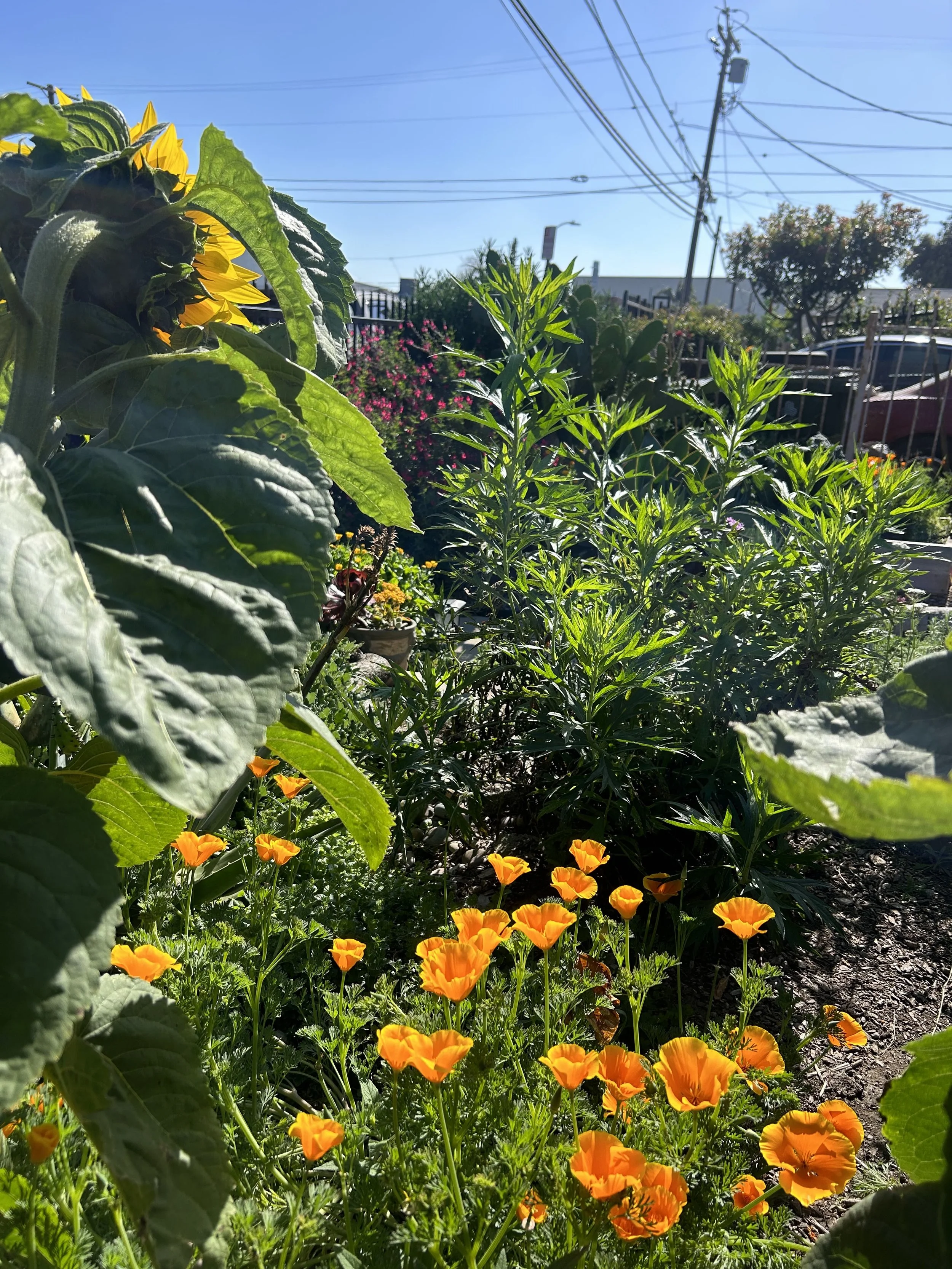 A vibrant garden scene with yellow sunflowers on the left, green leafy plants in the center, and orange California poppies in the foreground. Power lines and a utility pole are visible in the background with a clear blue sky.