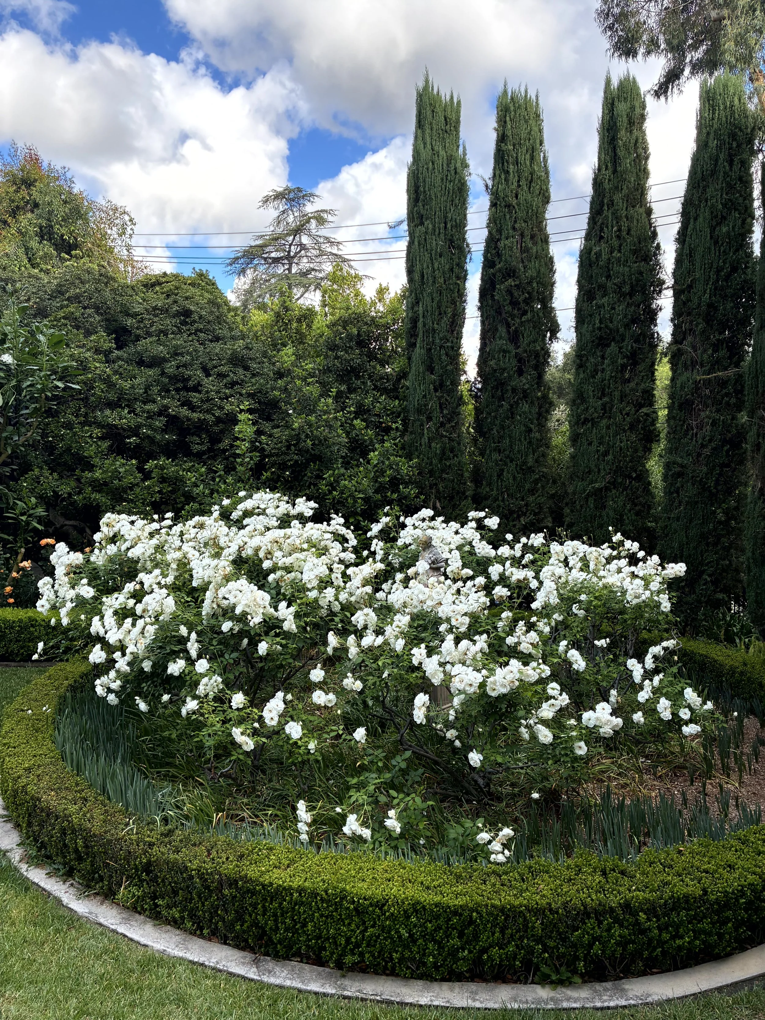 A well-maintained garden with white flowering bushes, a curved border of green shrubbery, and tall, slender cypress trees against a partly cloudy sky.