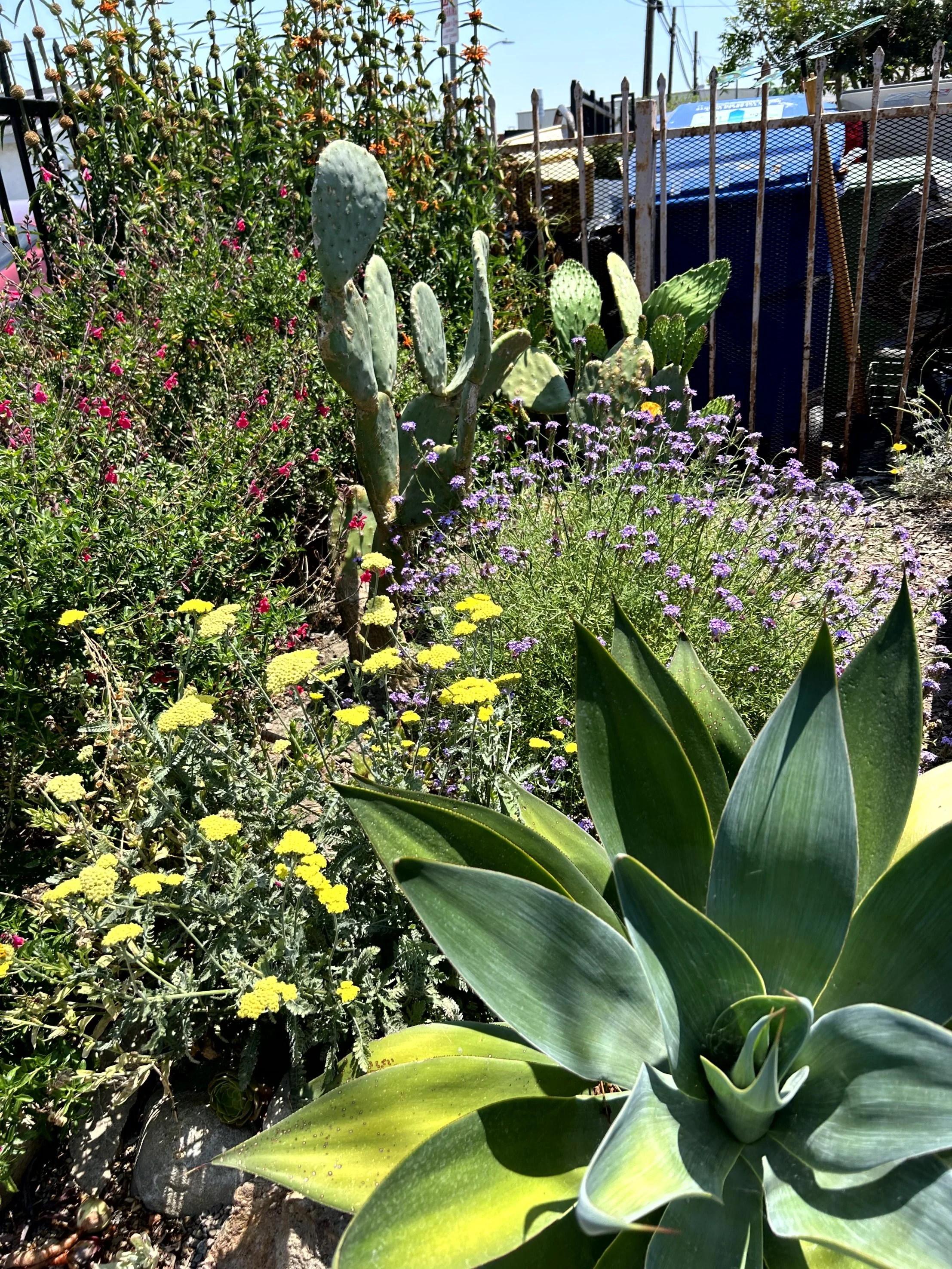 A lush garden bed with various plants, including a large aloe plant in the foreground, purple and yellow flowers, prickly pear cacti, and other flowering plants, enclosed by a metal fence.
