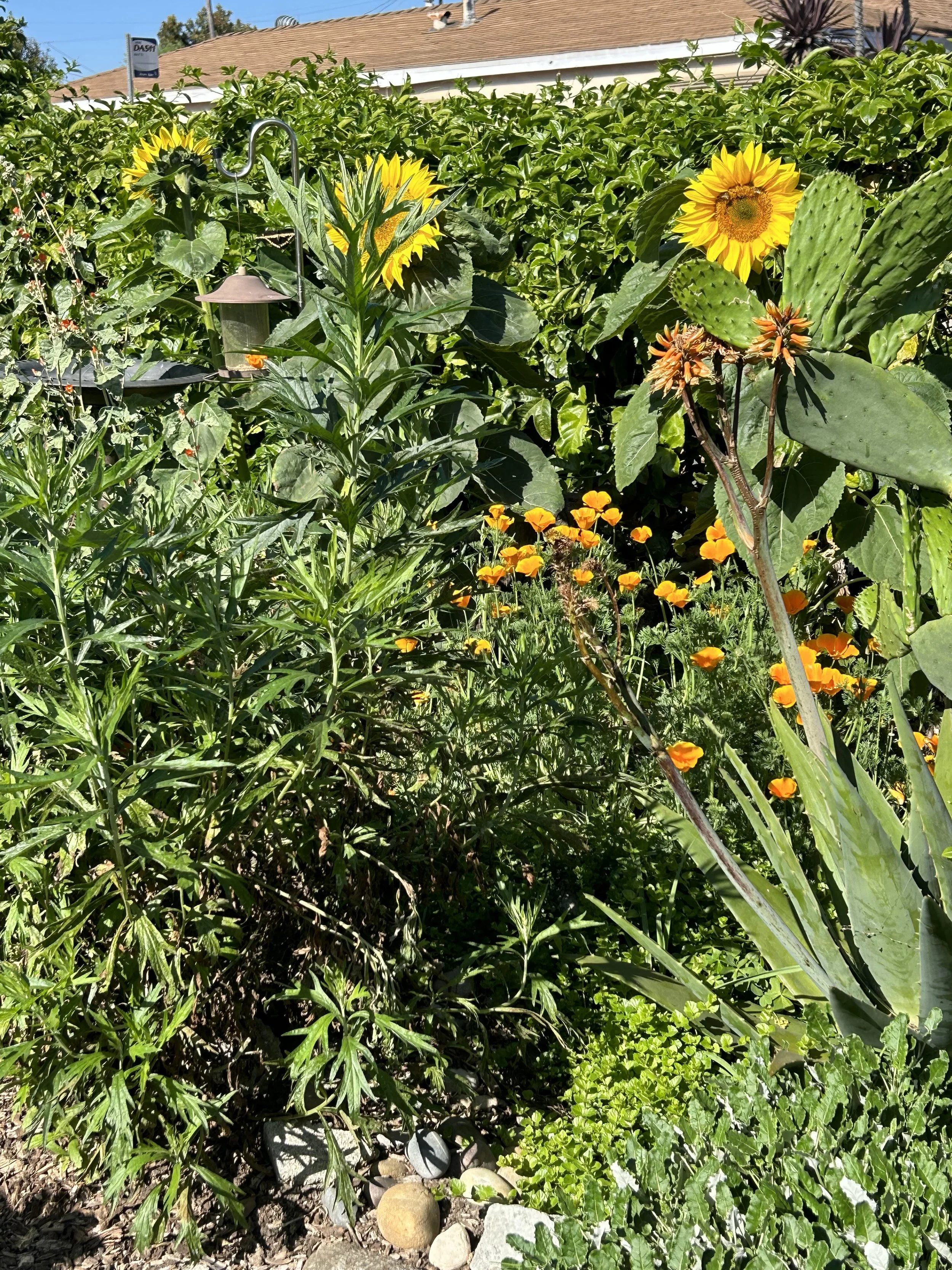A garden with yellow sunflowers, orange marigolds, and green leafy plants, with a birdhouse and stones at the ground level, and a house with a sloped roof in the background.