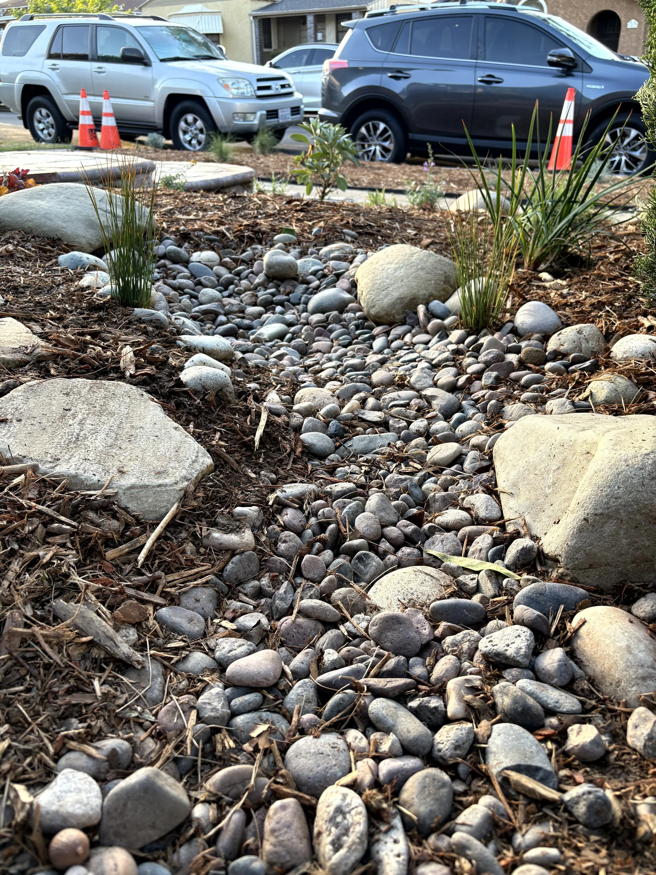 Close-up of landscaped garden bed with small rocks, larger stones, mulch, and sparse plants, with parked cars, traffic cones, and residential houses in the background.