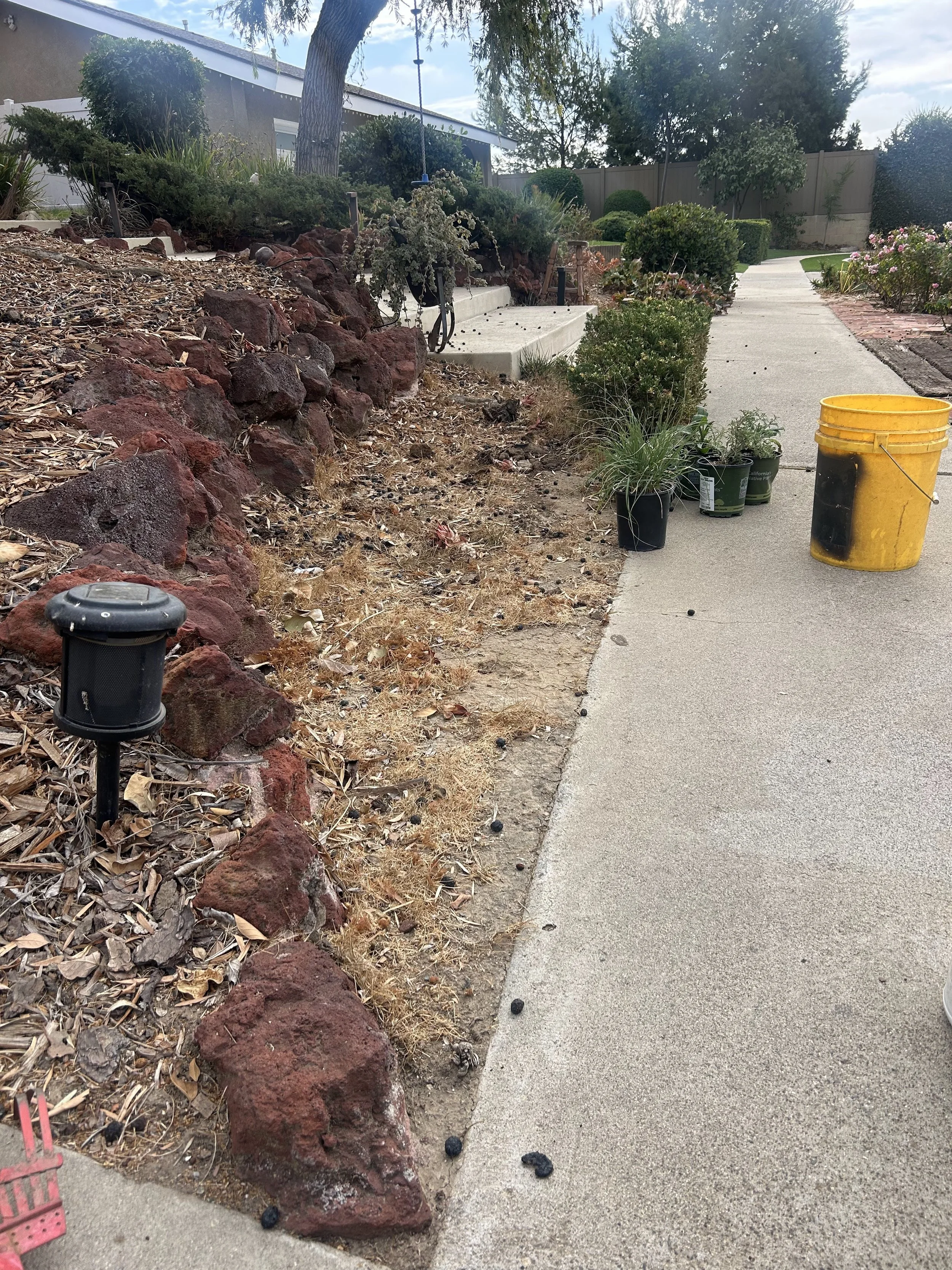 A garden pathway with plants on the side, scattered black objects on the sidewalk, a yellow bucket, and small potted plants nearby.