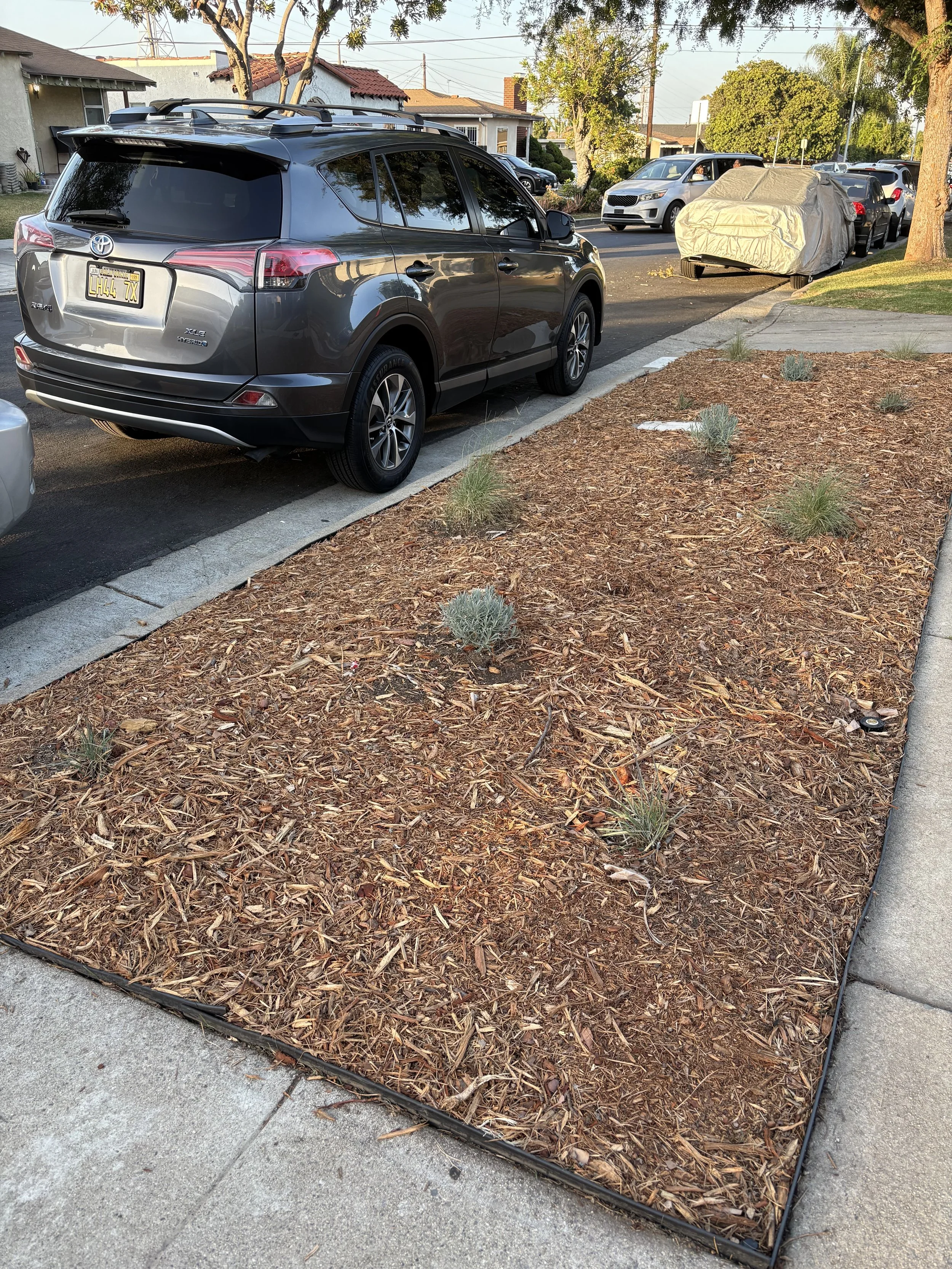 Street scene with cars parked along the curb, including a black Toyota SUV closest to the camera and a car covered by a gray cover further down the street. There are trees, houses, and power lines in the background, and a small landscaped area with mulch and plants in the foreground.