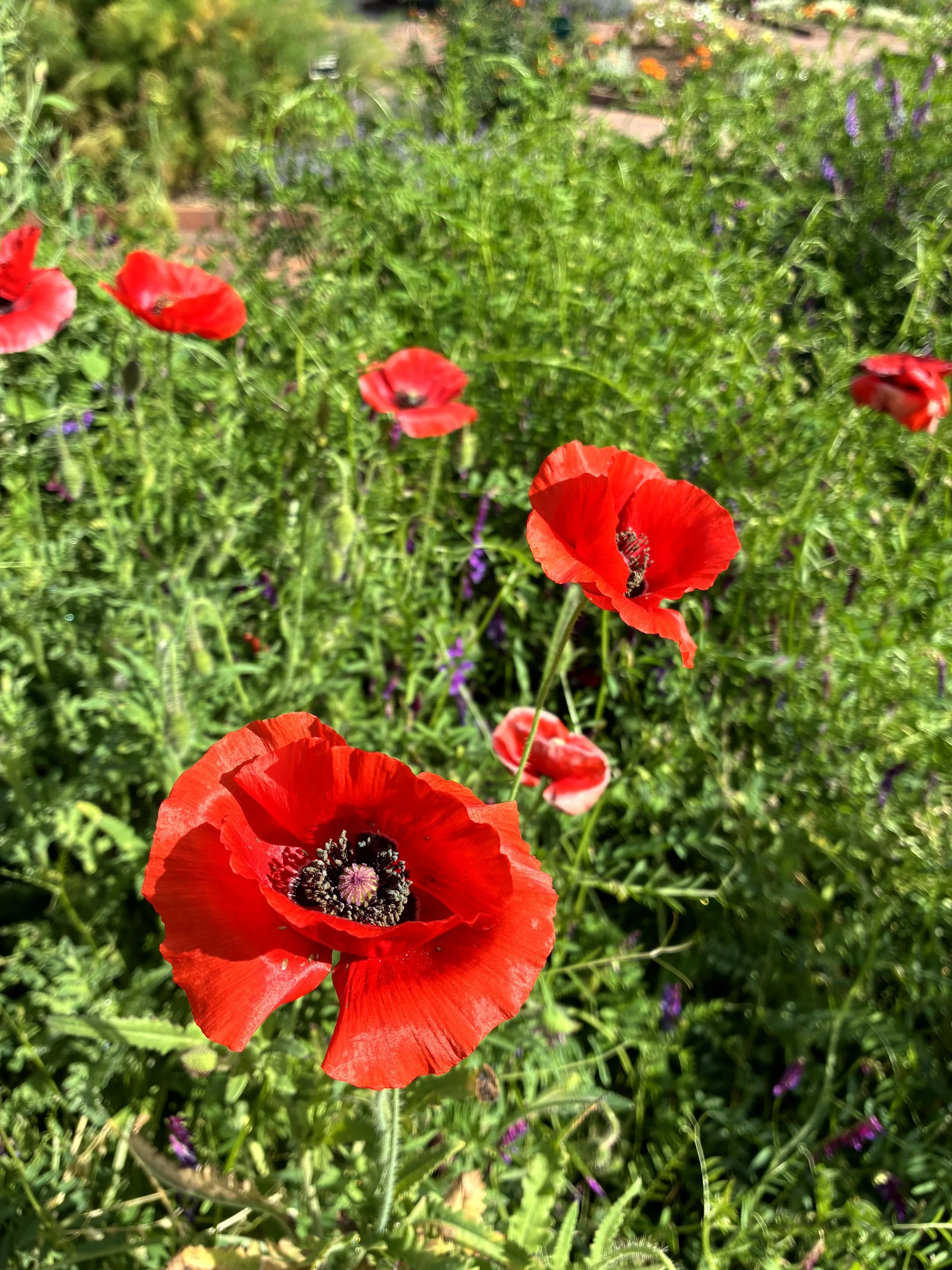 Bright red poppies blooming in a lush green garden with purple and orange flowers in the background.