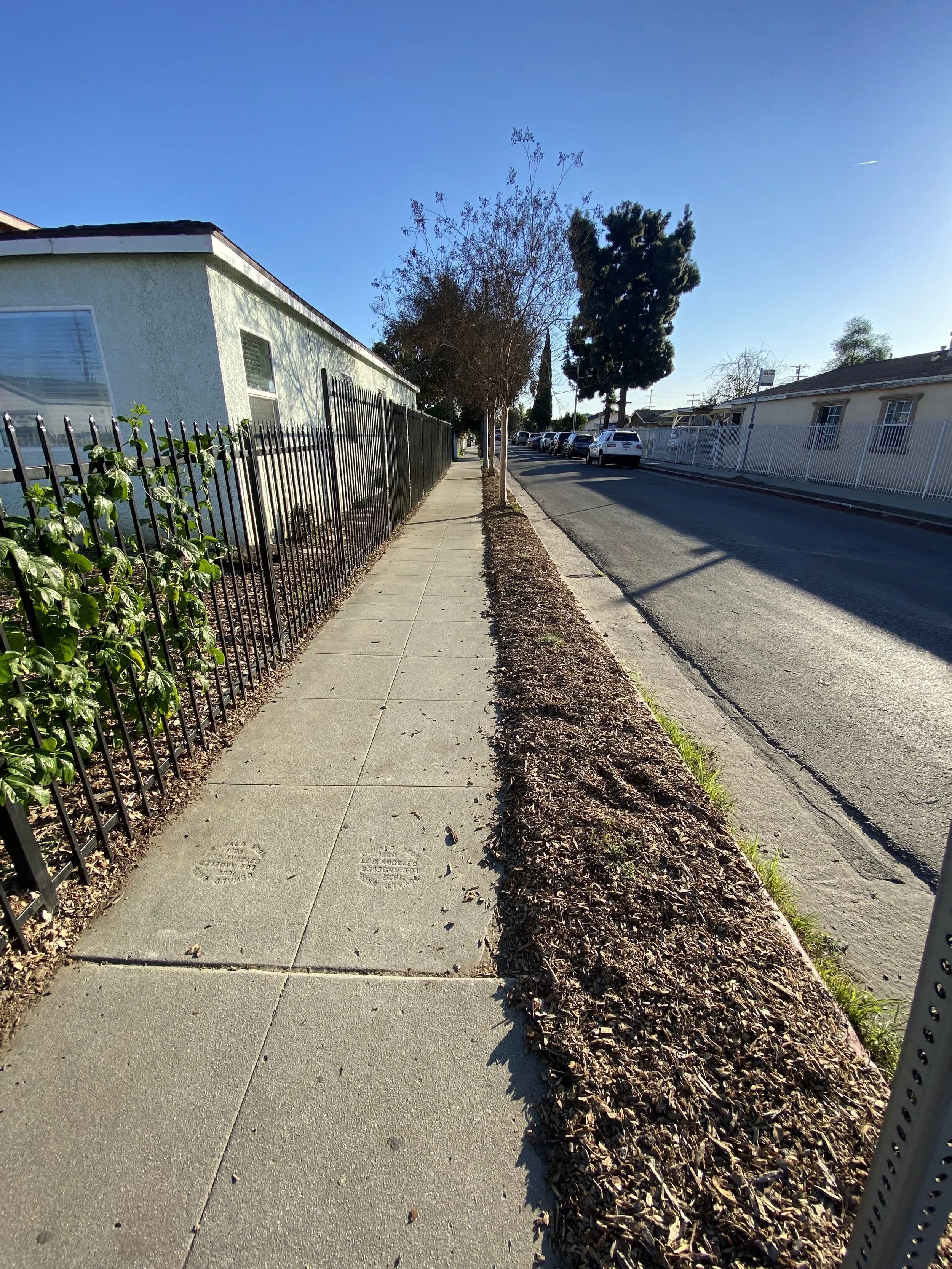 A sidewalk with freshly planted trees alongside a wrought iron fence on the left, and a street with parked cars on the right. The sky is clear and blue.