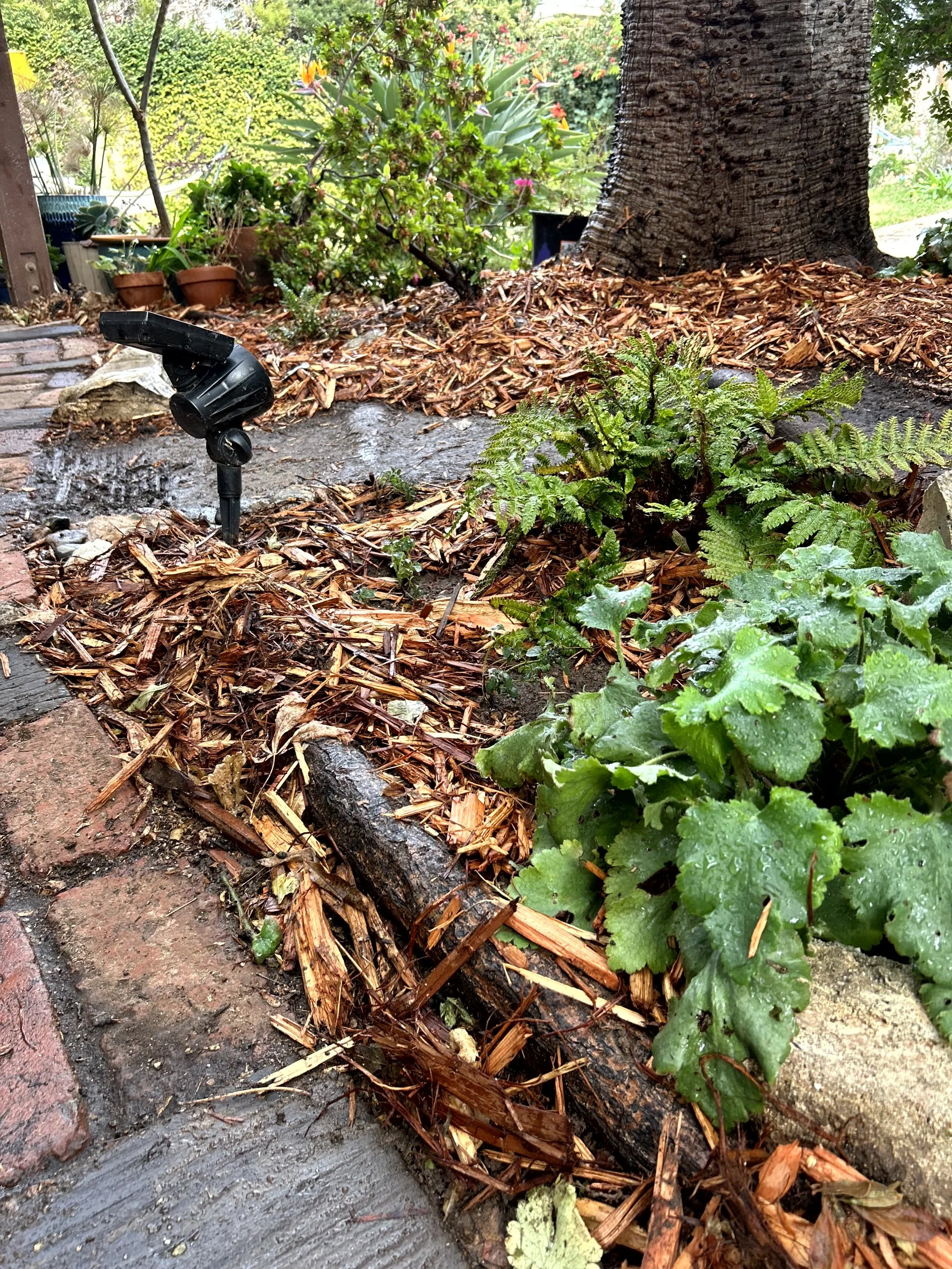 Close-up view of a garden with mulch and plants, a spotlight, a large tree with rough bark, and potted plants in the background.