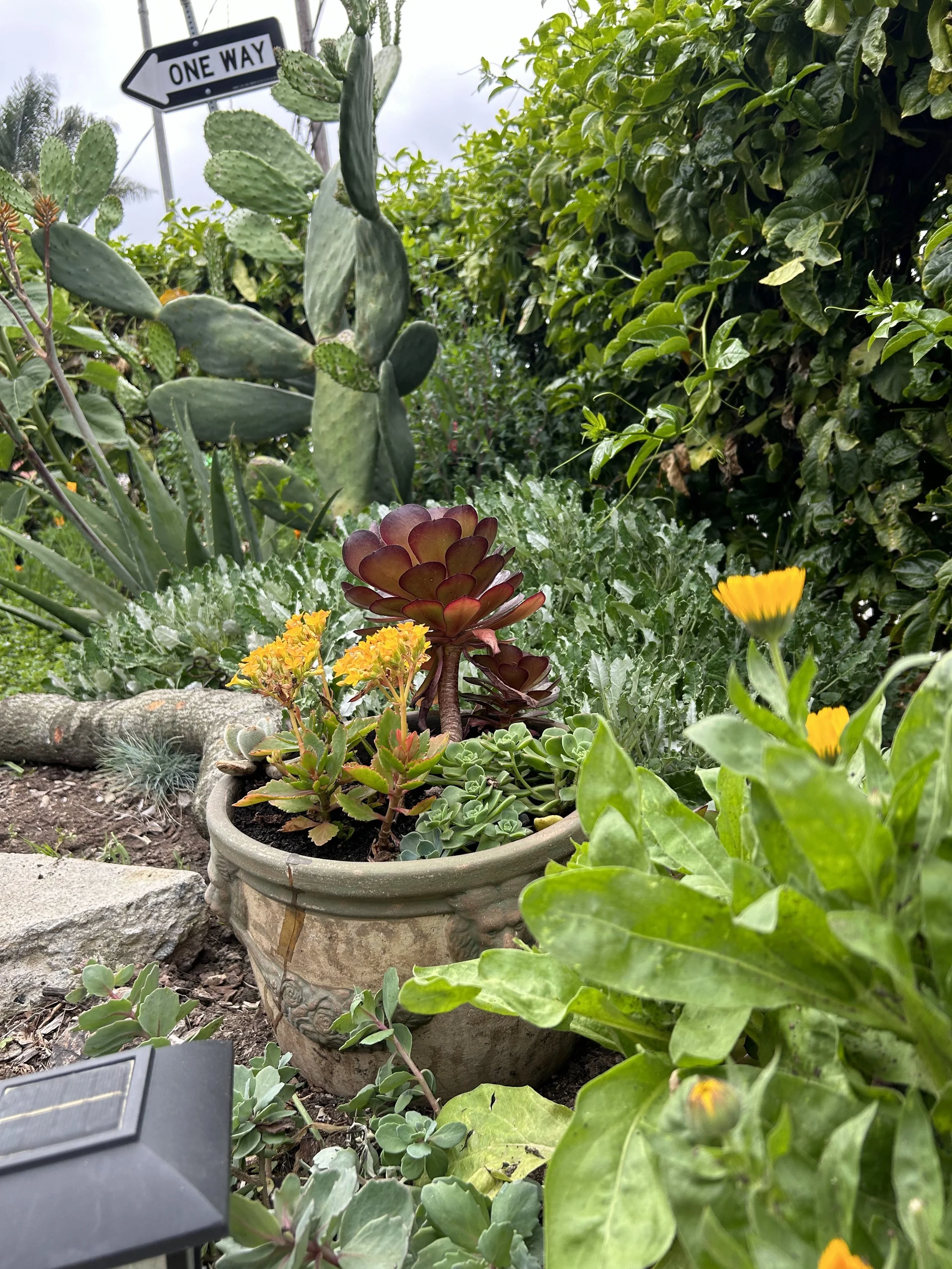 Close-up of a garden with various plants including a potted succulent with reddish leaves, yellow flowers, a cactus, and lush green foliage. A sign in the background indicates a one-way street.