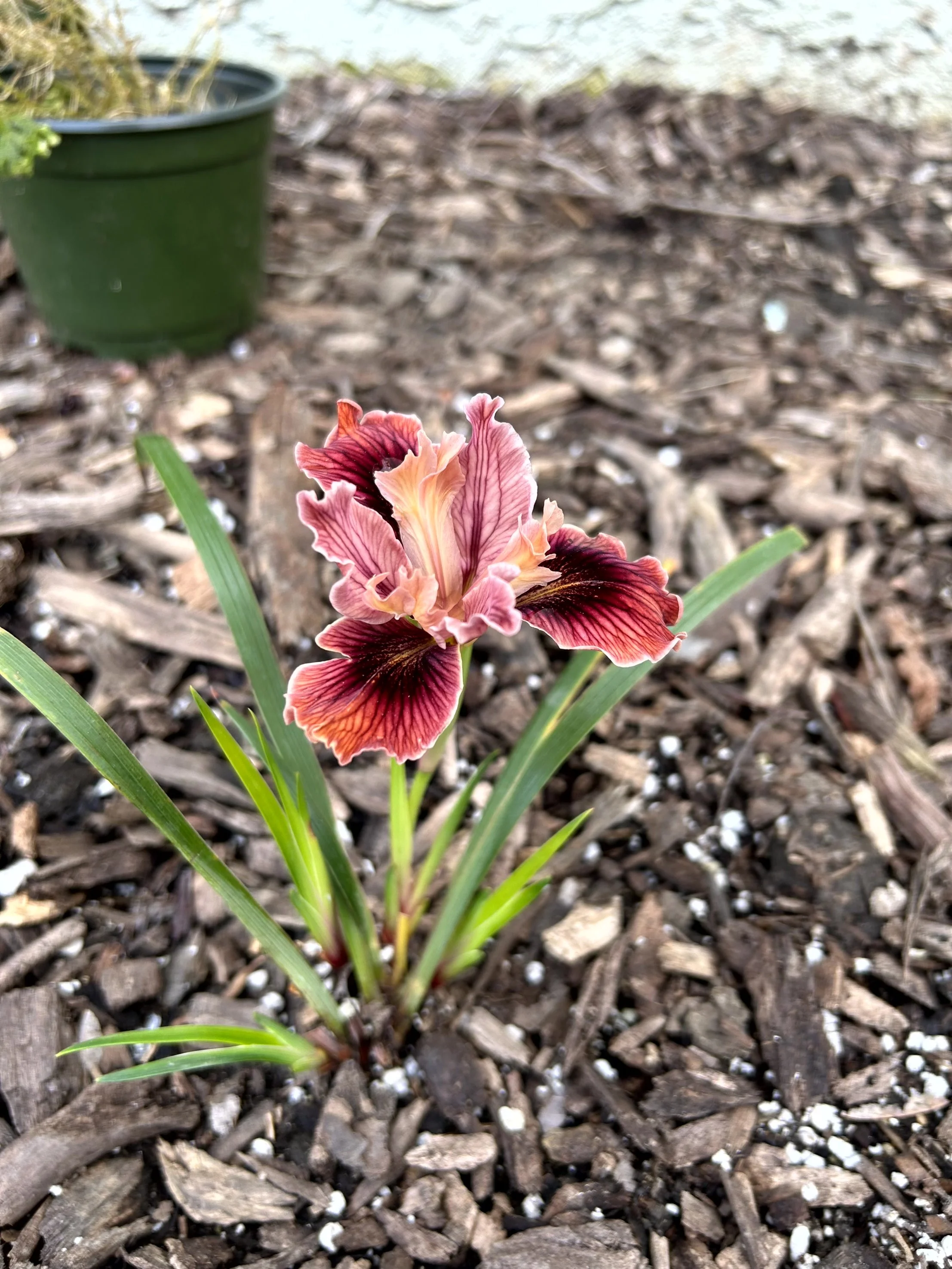 A close-up of a multi-colored iris flower growing in a garden bed with mulch, next to a green plastic container.