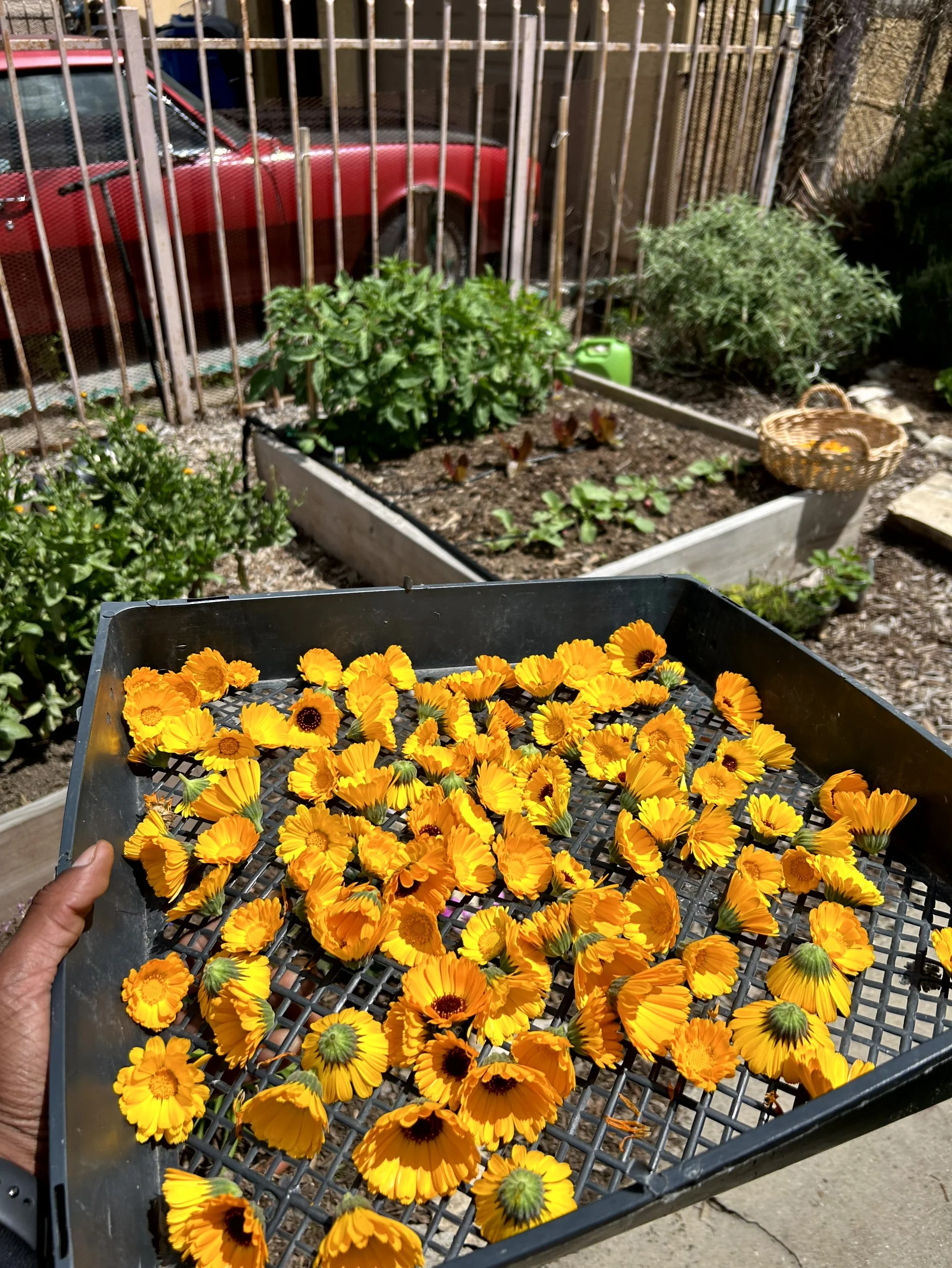 Hand holding a tray of bright orange and yellow flowers in a garden with plants, a wicker basket, and a red car in the background.