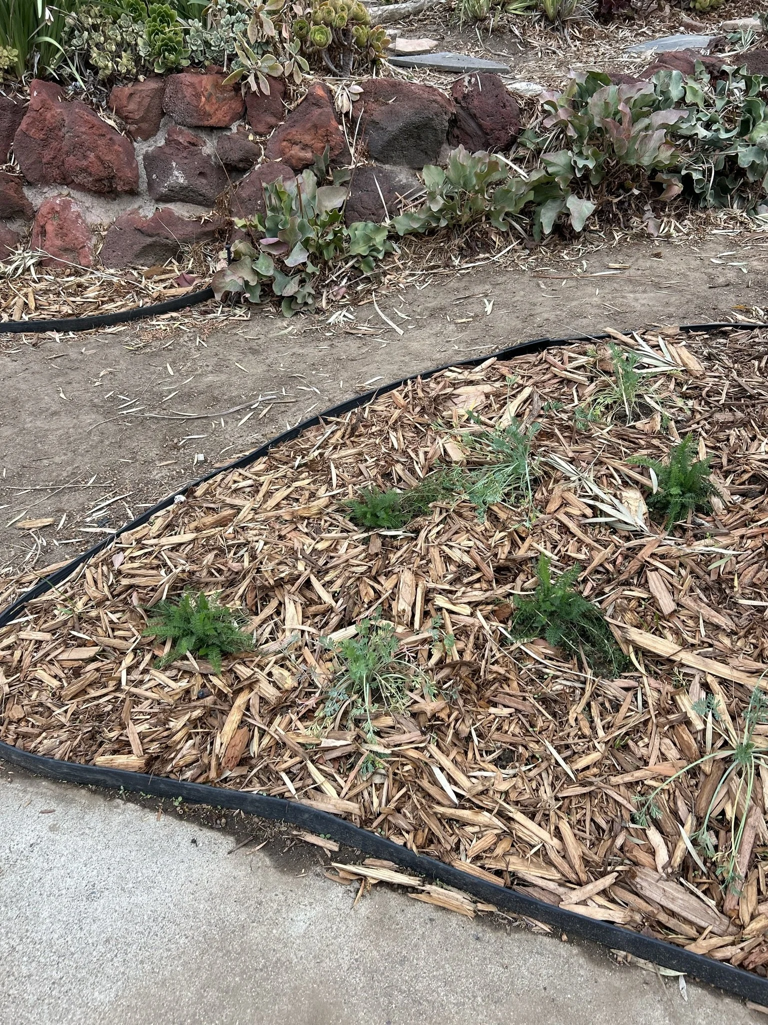 Garden bed with red and dark rocks, green and purple plants, mulch, and a drip irrigation hose along the edge of a concrete walkway.