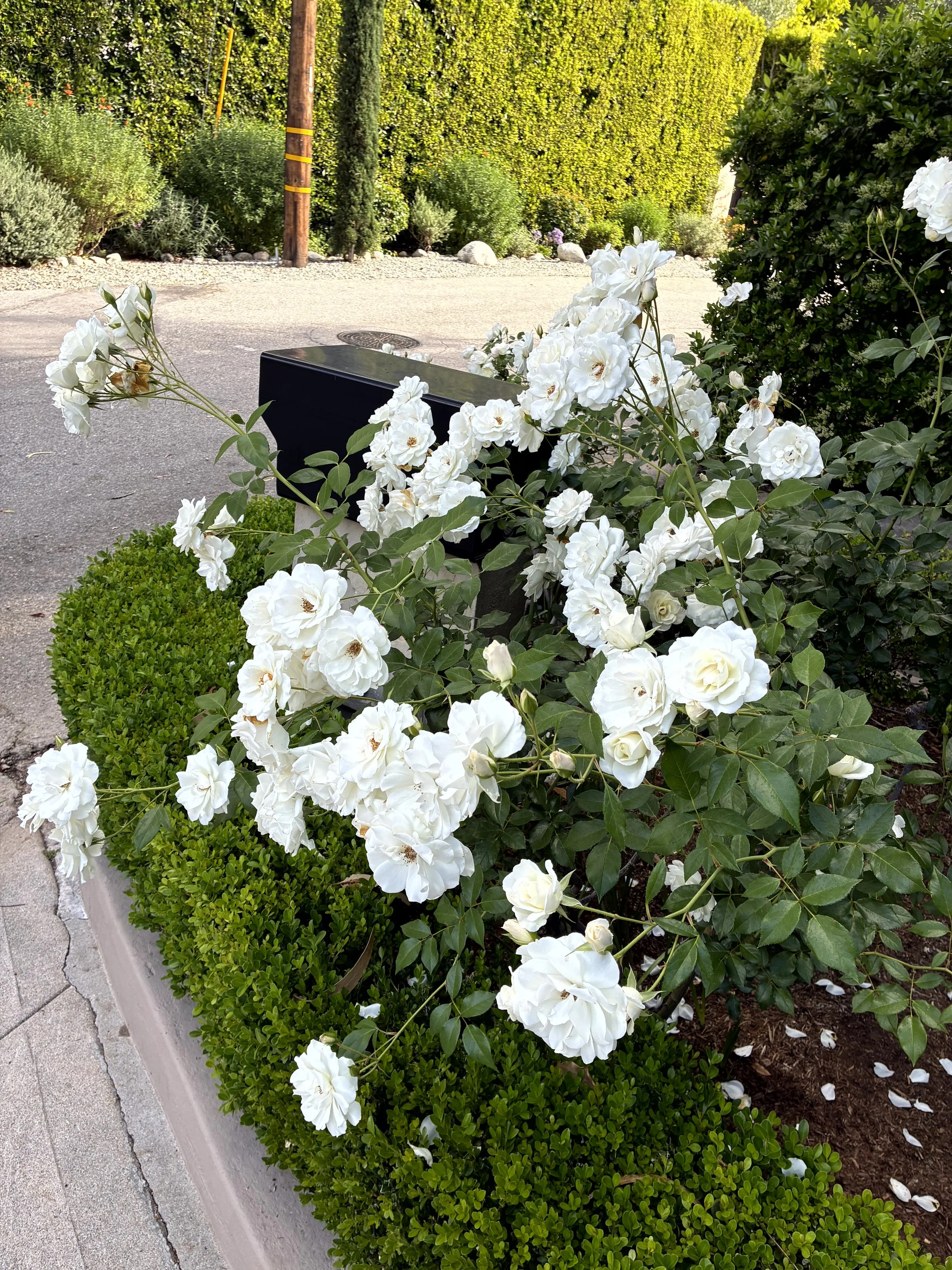 White roses and green bushes along a sidewalk with a black bench, wooden utility pole, and green trees in the background.