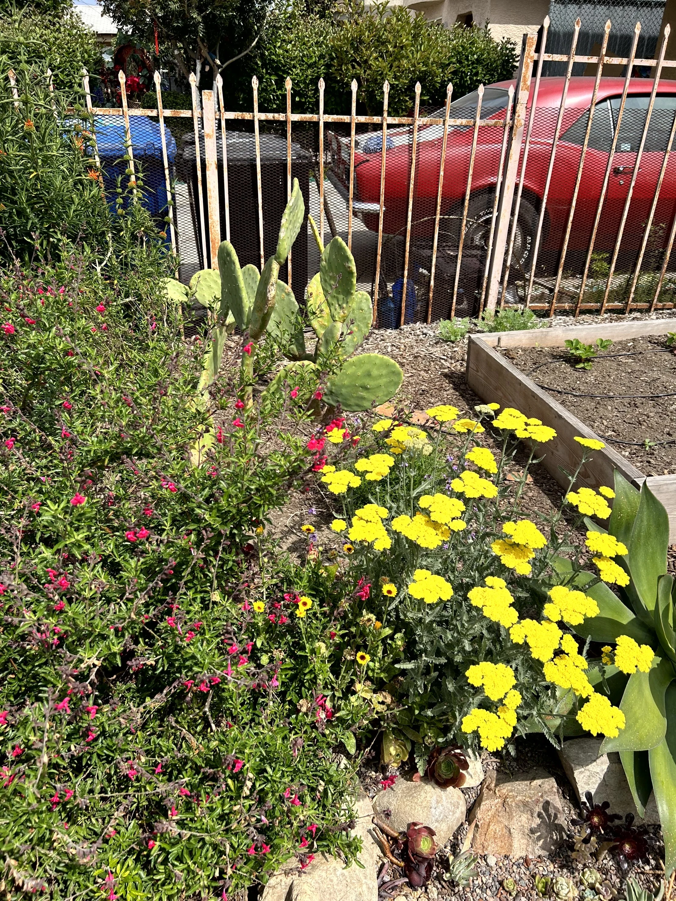 A garden with yellow, pink, and purple flowers, green plants with succulent leaves, and a rusty metal fence separating the garden from parked cars in the background.
