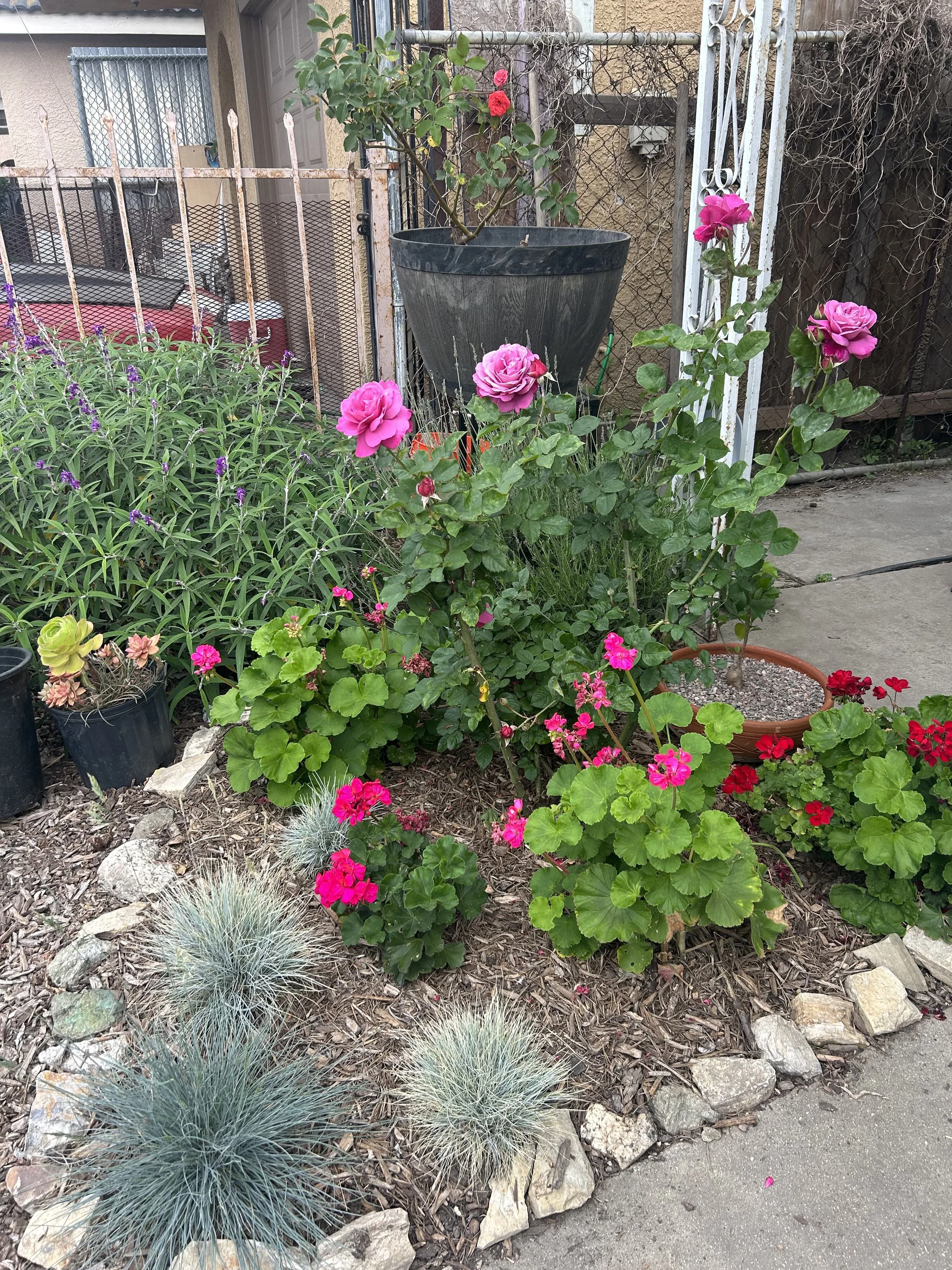 A garden with pink roses, purple flowers, and grayish-blue ornamental grasses. A large black pot holds a rose bush with pink and red roses. The area is mulched with wood chips and bordered by rocks. A chain-link fence and parts of a sidewalk are visible in the background.