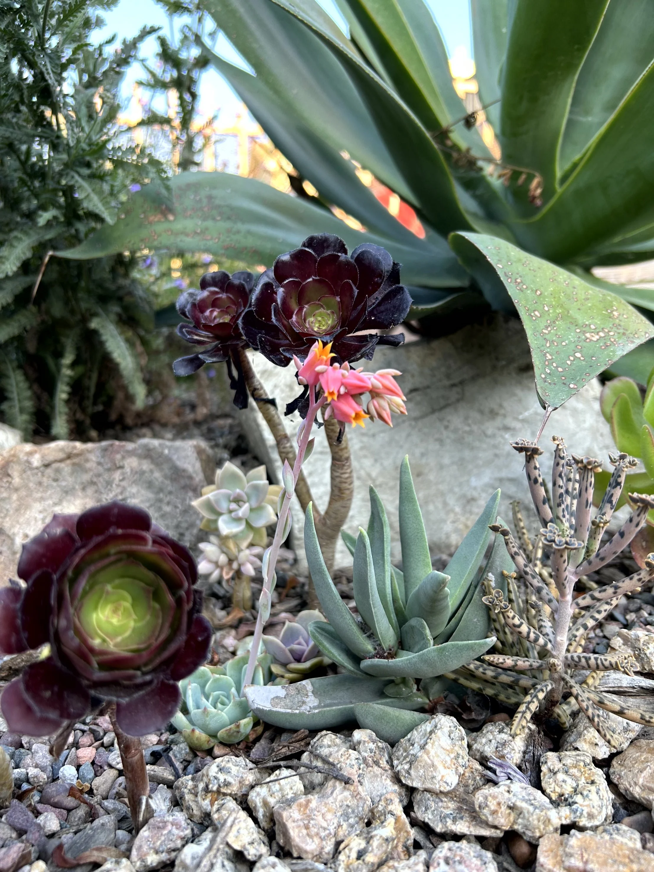 Various succulents and drought-tolerant plants growing in rocky soil in a garden.