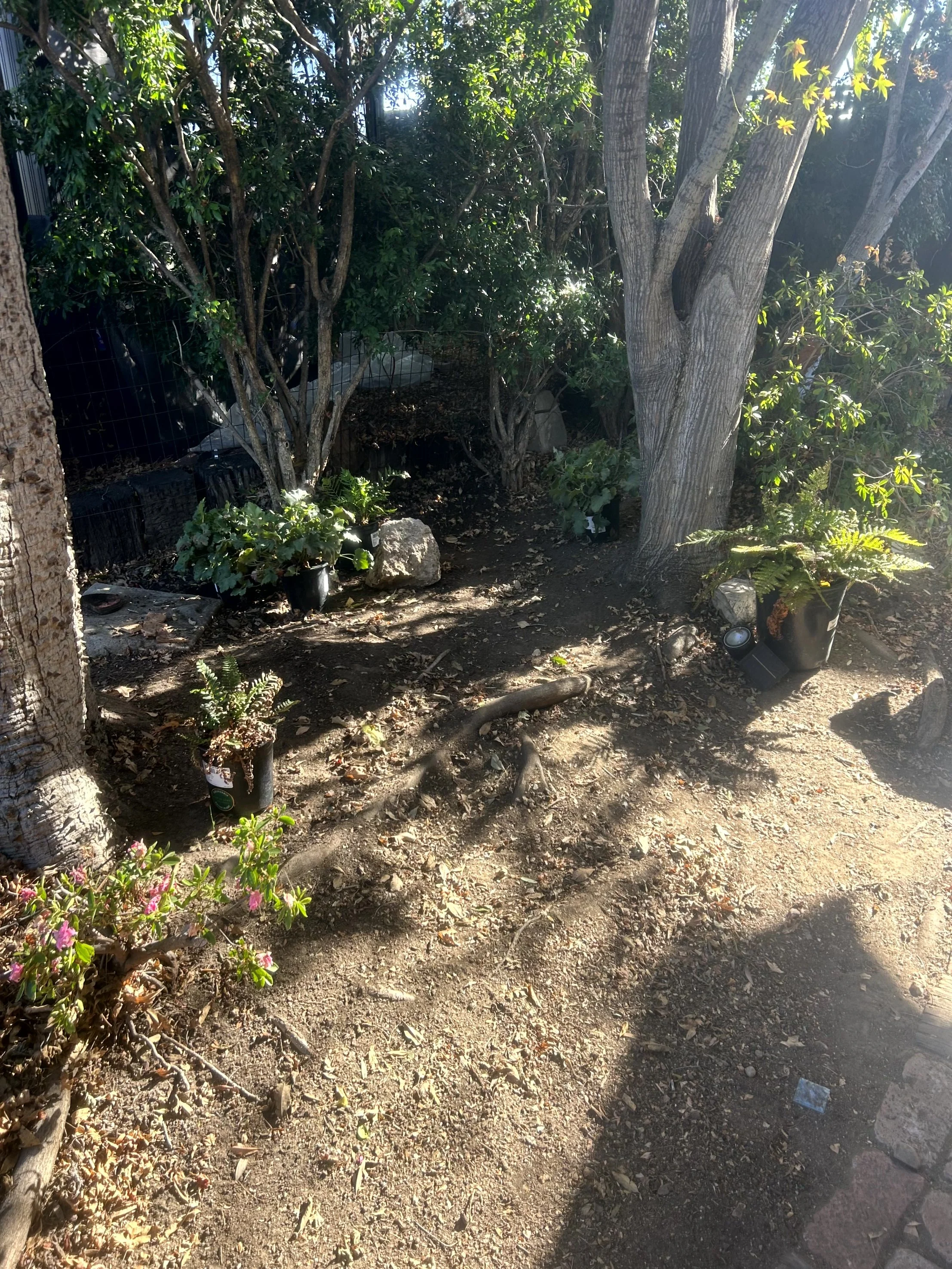 A small garden area with a large tree and multiple potted plants, including pink flowers, surrounded by dirt ground and sunlight filtering through the leaves.