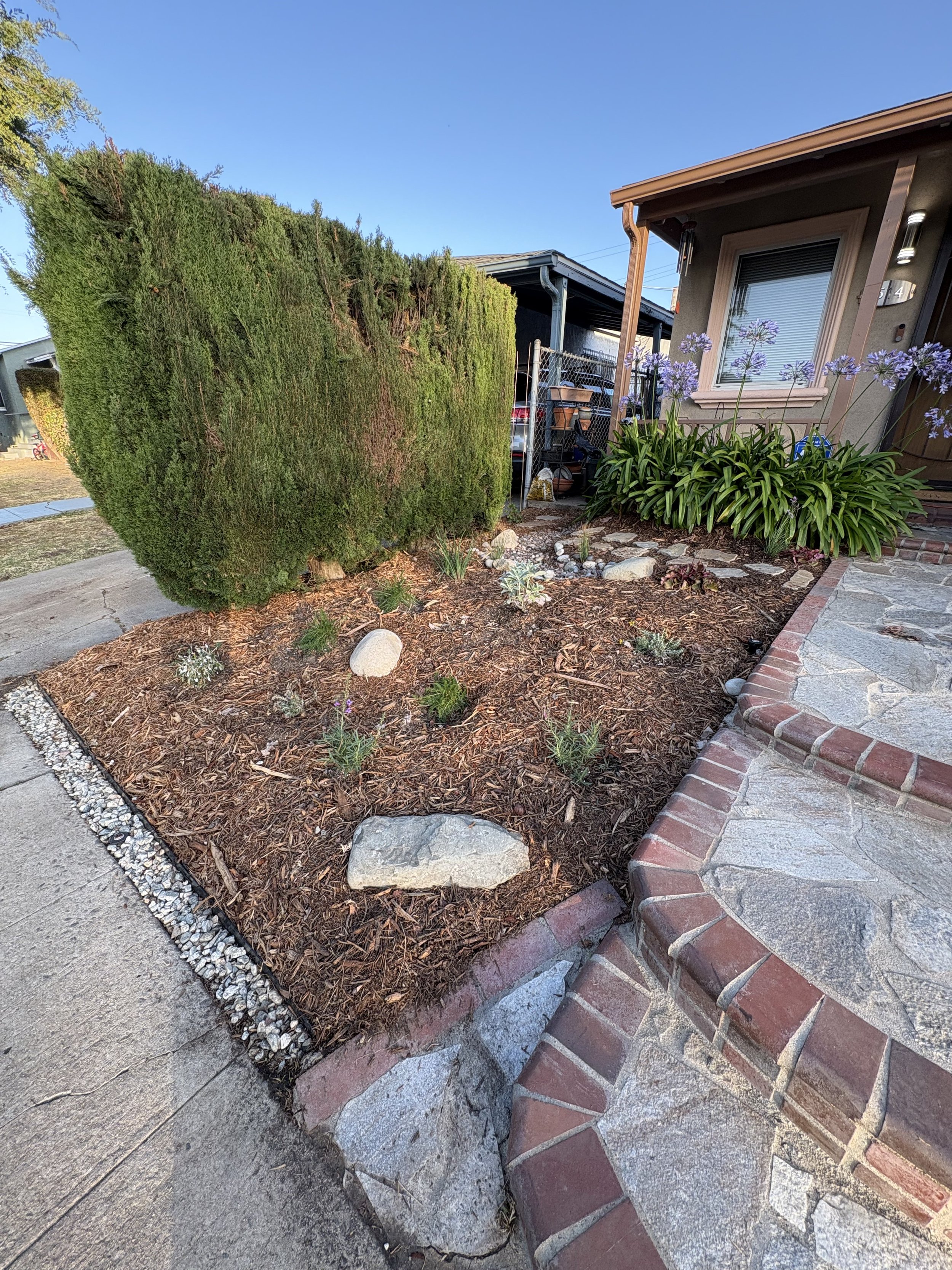 A front yard garden with a large green shrub, flowering plants, decorative rocks, mulch, and a stone pathway with brick edging next to a house.