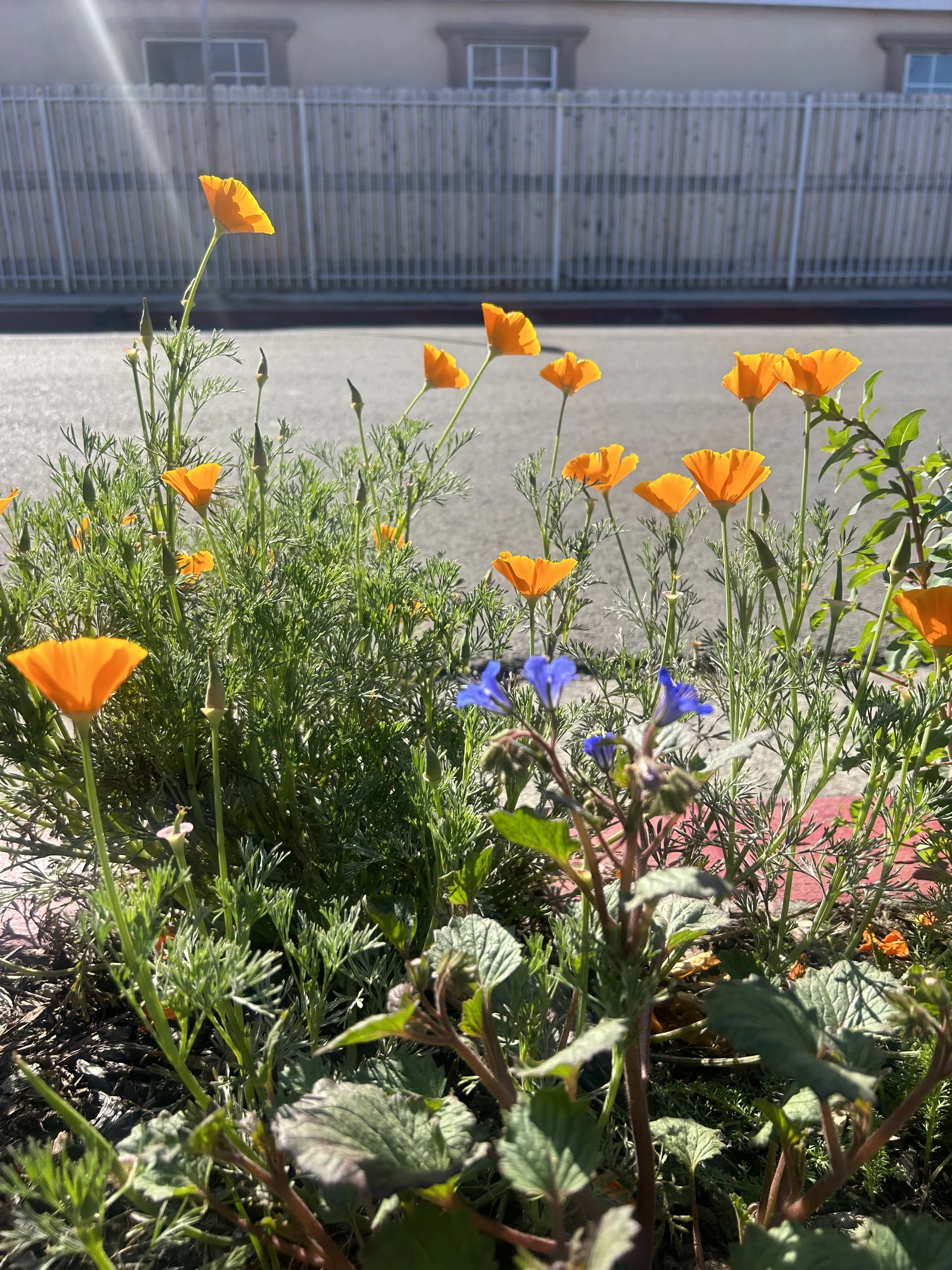 California Poppies and purple flowers growing in a garden with a house and a white fence in the background.