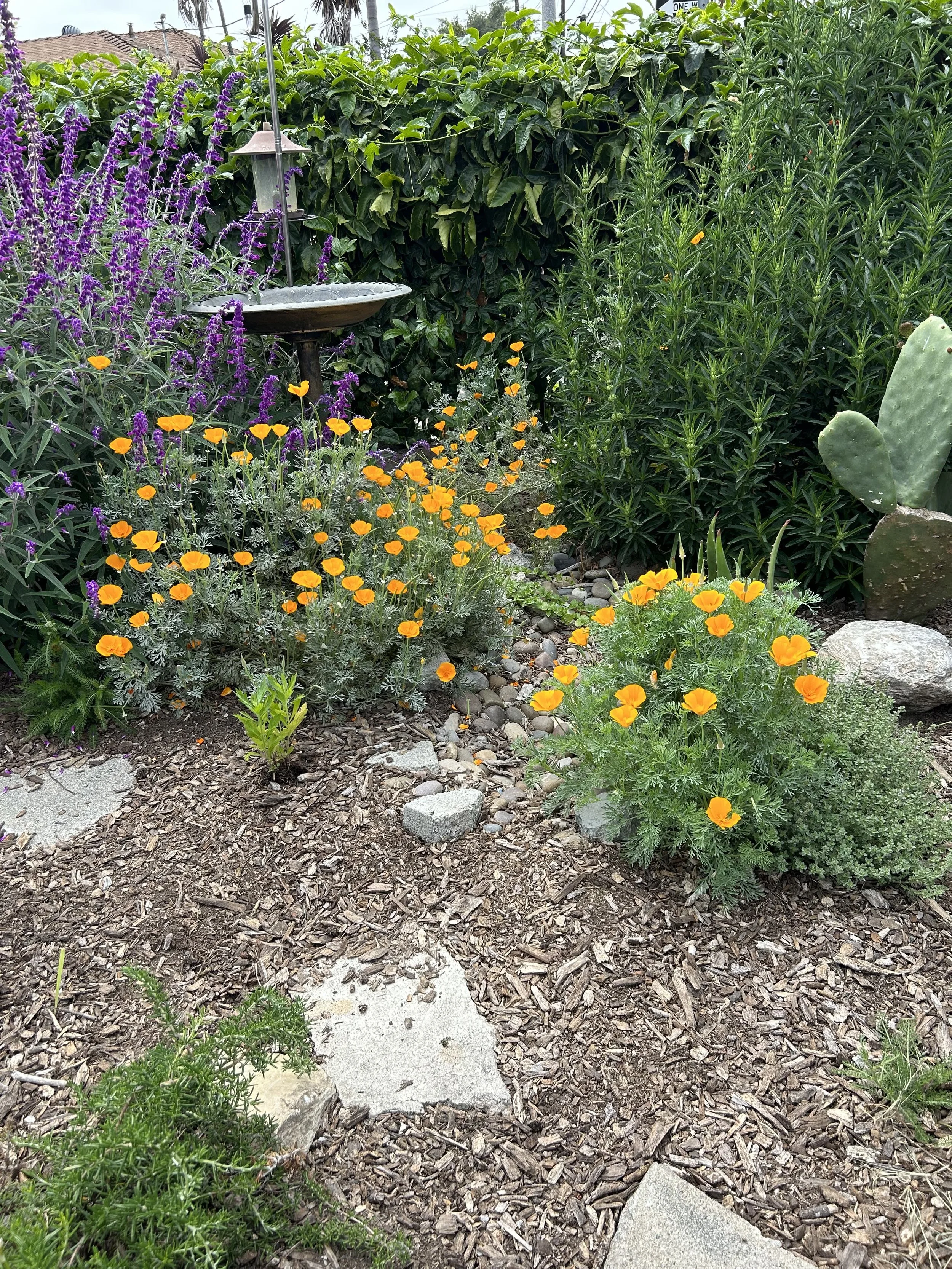 A garden with yellow and purple flowers, green bushes, and a cactus. There is a bird bath and a lamp. The ground is covered with wood chips and rocks.