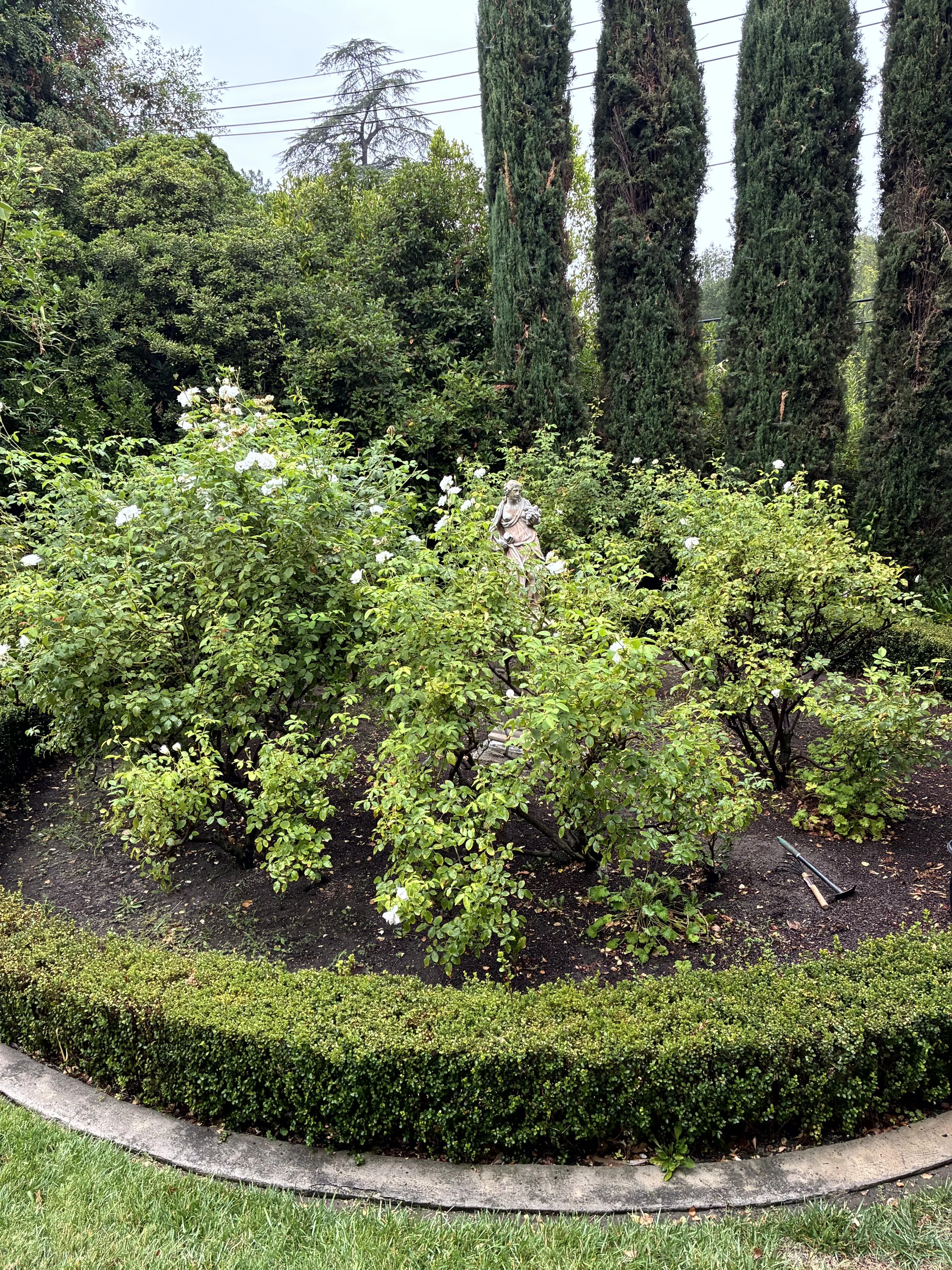A landscaped garden with a stone angel statue in the center, surrounded by green bushes and trees, with a curved curb and a gardening tool lying on the ground.