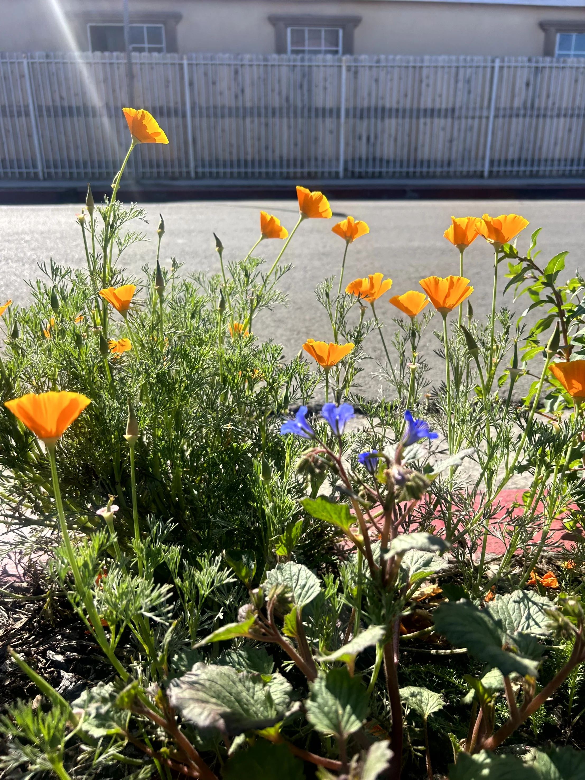 Close-up view of orange and purple flowers growing in a garden bed with a fence and house in the background.