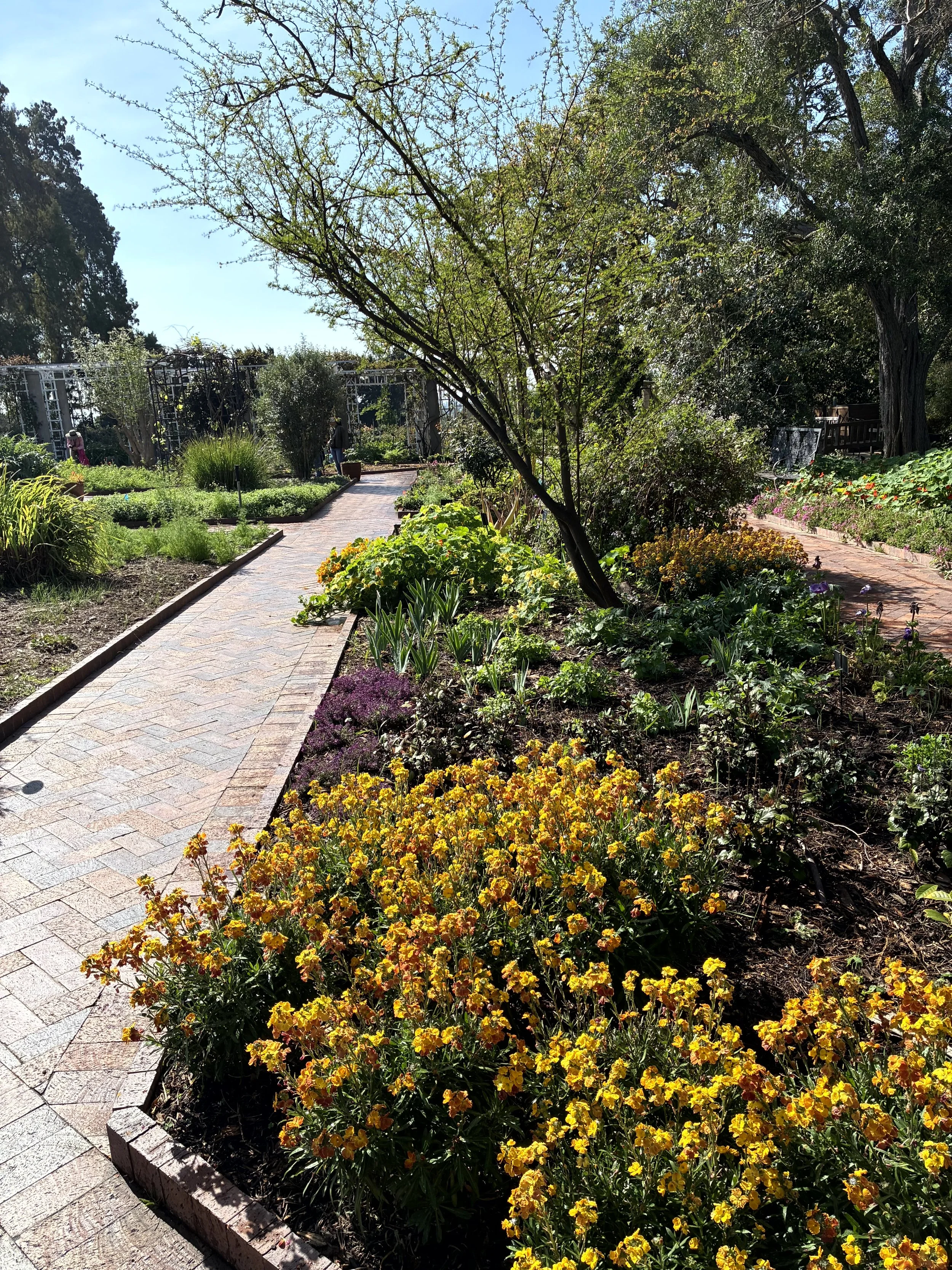 A garden with yellow flowers along a brick pathway, surrounded by trees and shrubs, under a clear blue sky.