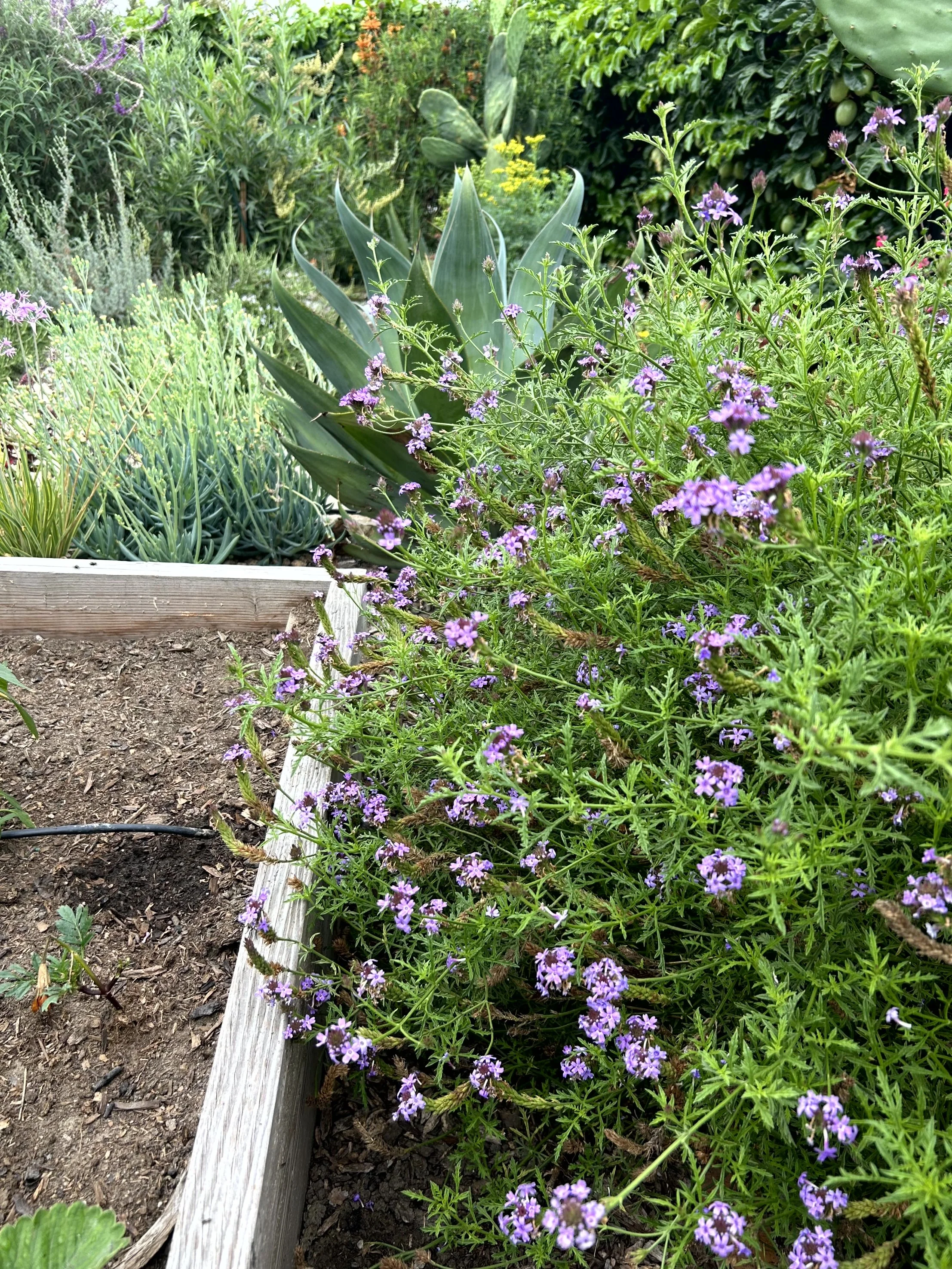 Garden with purple and yellow flowers, agave plant, green leafy plants, and soil bed, bordered by wooden edging.