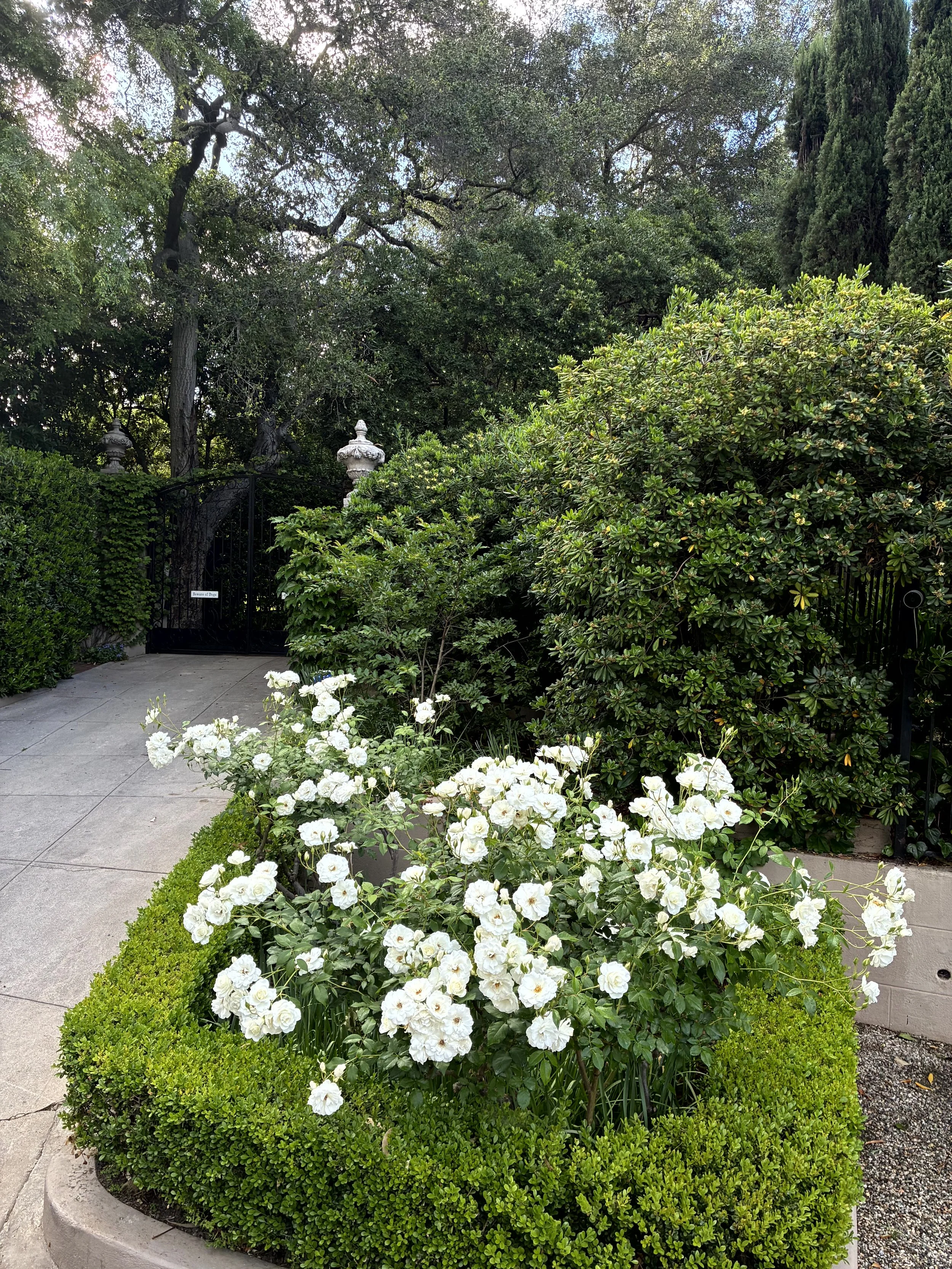 A lush garden with a variety of green shrubs and trees, white flowers in the foreground, a black gate with decorative white posts, and a concrete pathway, under a partly cloudy sky.