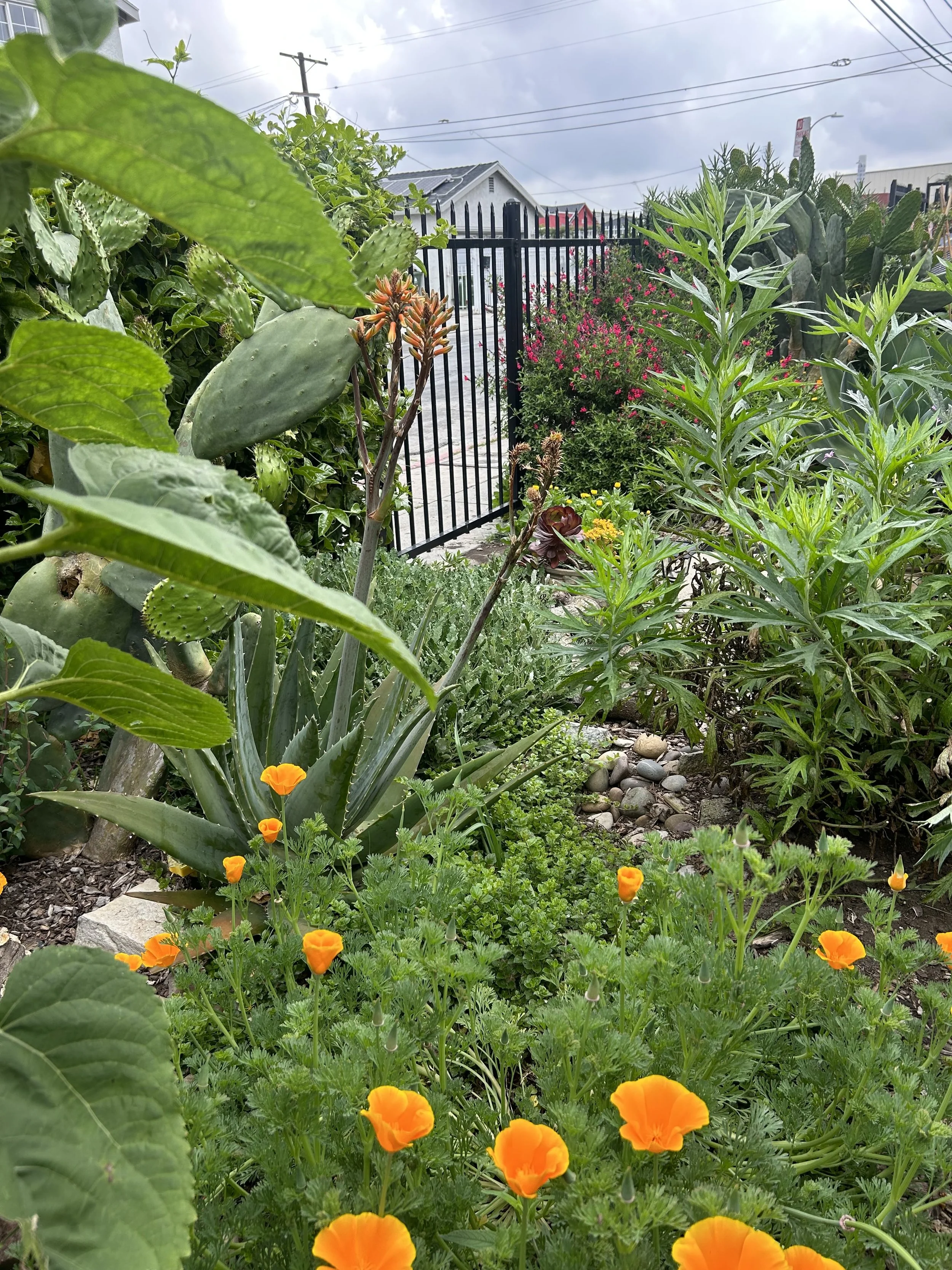 A lush garden with various green plants, orange flowers, and a black metal fence. In the background, there are power lines and residential houses under a cloudy sky.