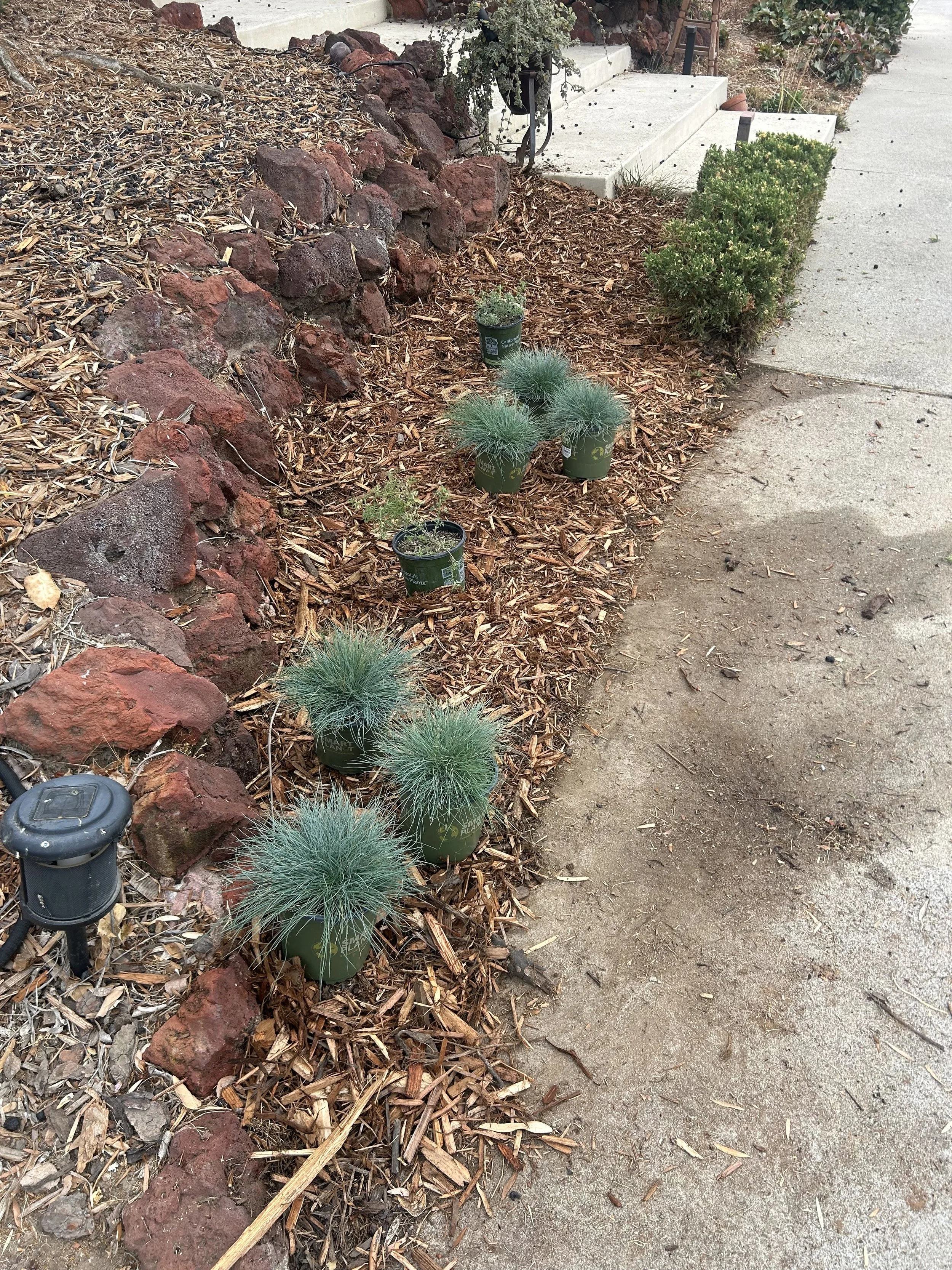 A garden bed with a rock border filled with mulch and various plants, including several potted grasses, near a concrete sidewalk and steps leading up to a porch.