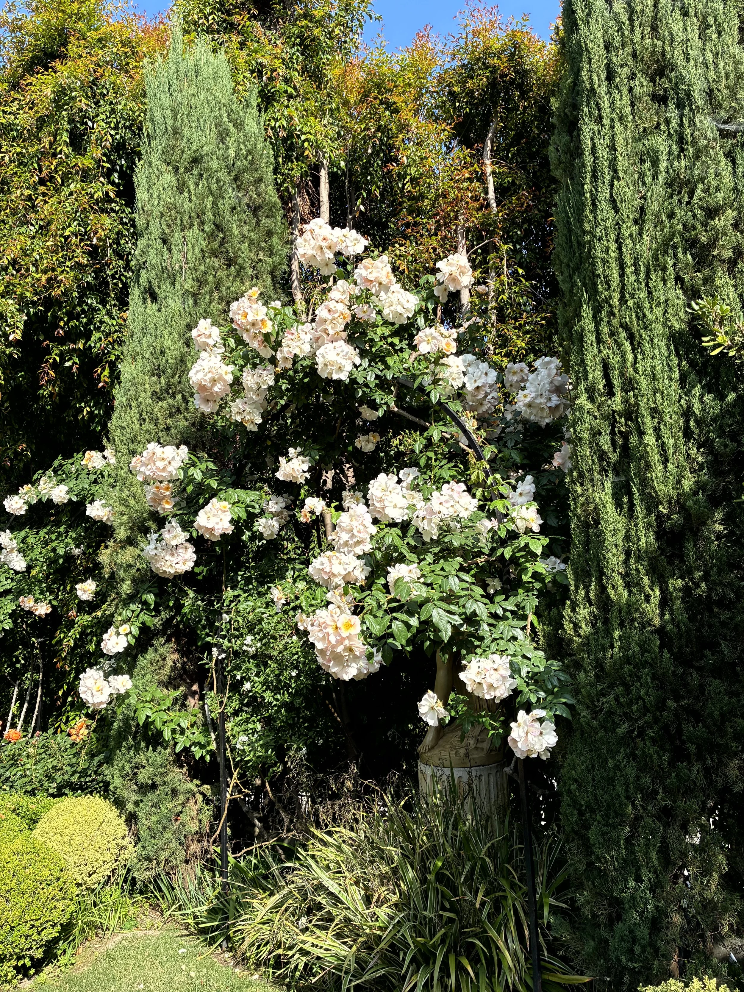 Garden scene with white flowers, green shrubs, and tall trees under a clear blue sky.