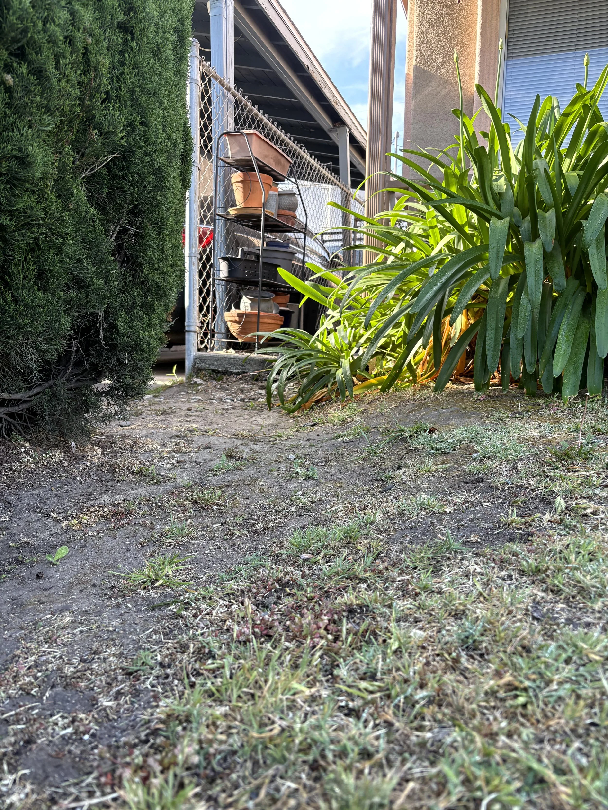 A close-up of a garden with grass, soil, and small patches of weeds, alongside a large bush on the left and a shrub with broad green leaves on the right. In the background, there is a chain-link fence with a metal stand holding several empty plant pots. Behind the fence, a building with a window and an overhang is visible, with sunlight illuminating parts of the scene.