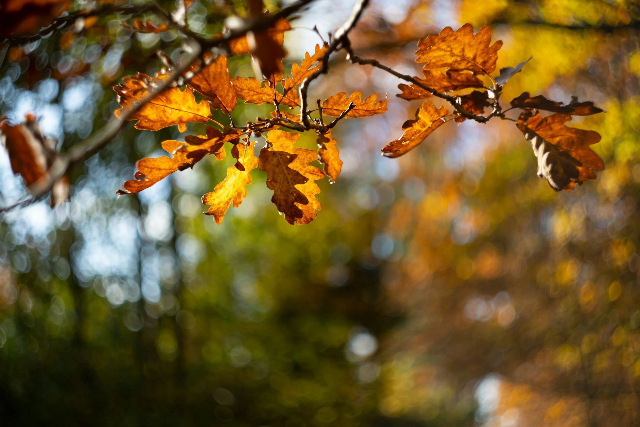 A focused image of autumn leaves on a tree branch.