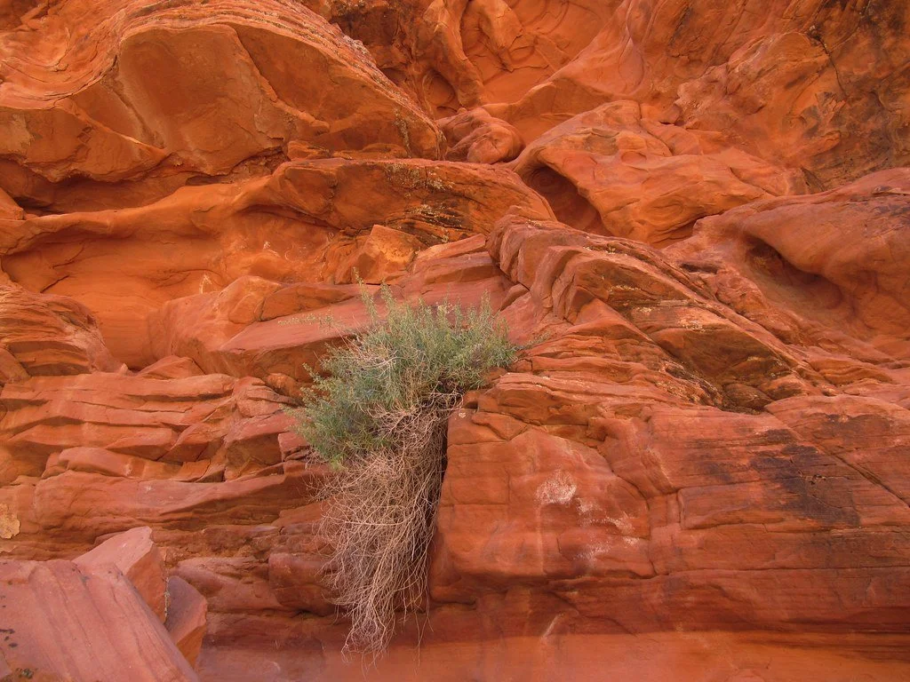 Red and orange sandstone rocks with a green shrub growing between them in a desert environment.
