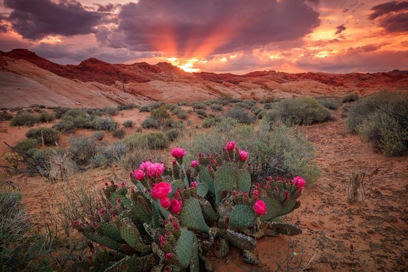 Las Vegas Nevada landscape at sunset, cactus with pink flowers,
