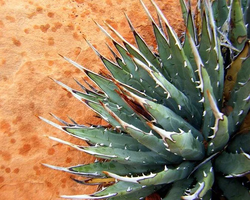 Close-up of an agave plant with sharp, pointed leaves against a sandy background.