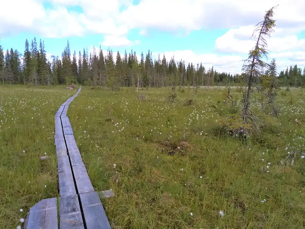 Wooden boardwalk stretching through a grassy wetland area with scattered white flowers and a dense forest of pine trees in the background under a partly cloudy sky.