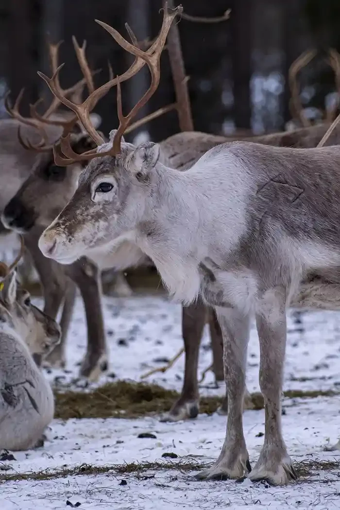 A reindeer standing on snow-covered ground with other reindeer in the background, some with antlers.