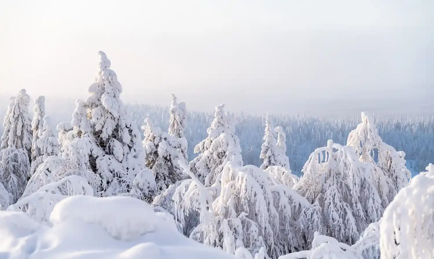 Snow-covered pine trees in a winter forest landscape under a pale sky.