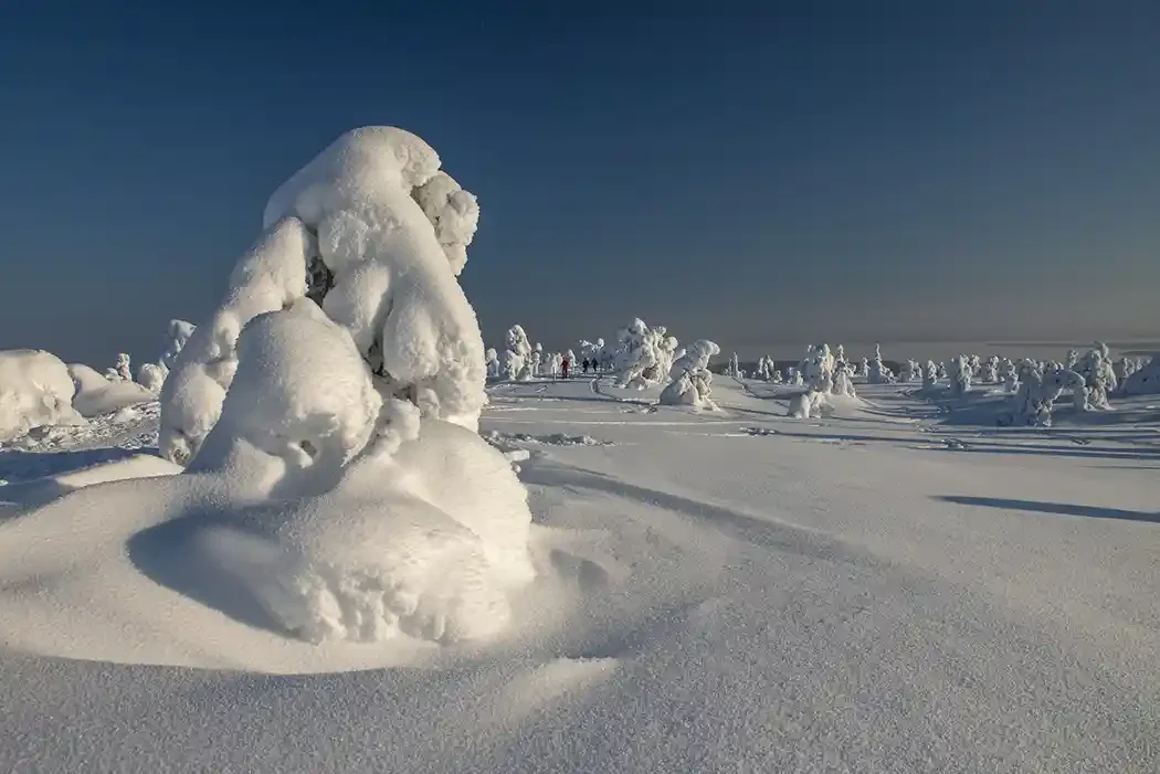 Snow-covered trees in a winter landscape with tracks in the snow and a clear blue sky.