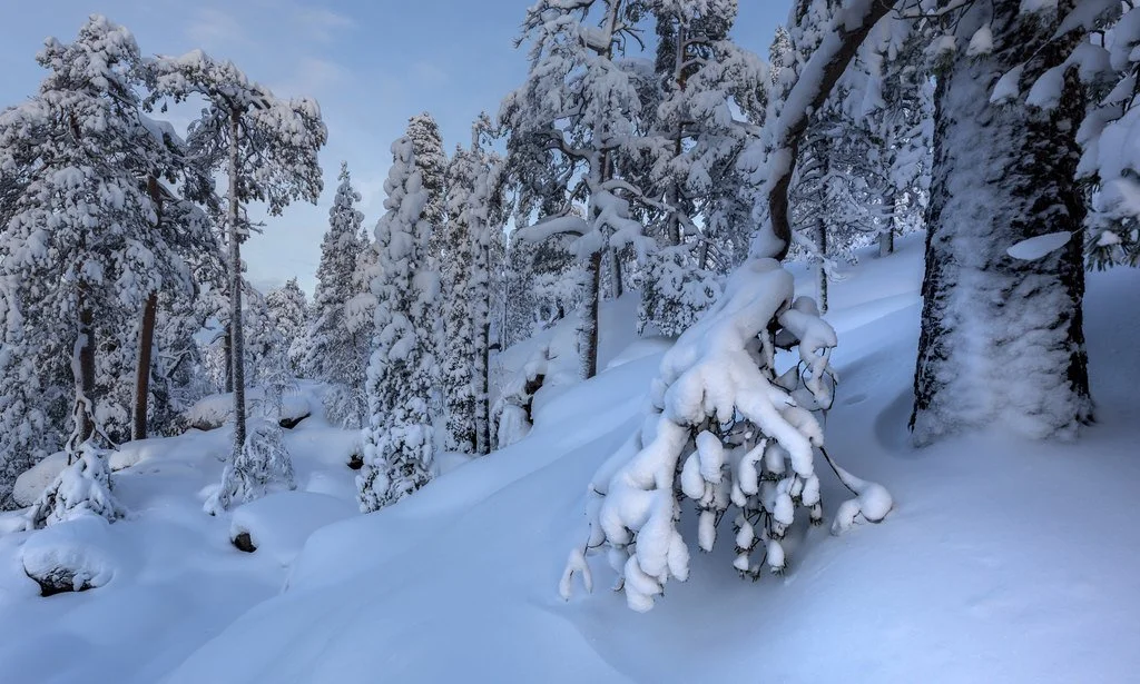 Korouoman rinteen metsää.jpg