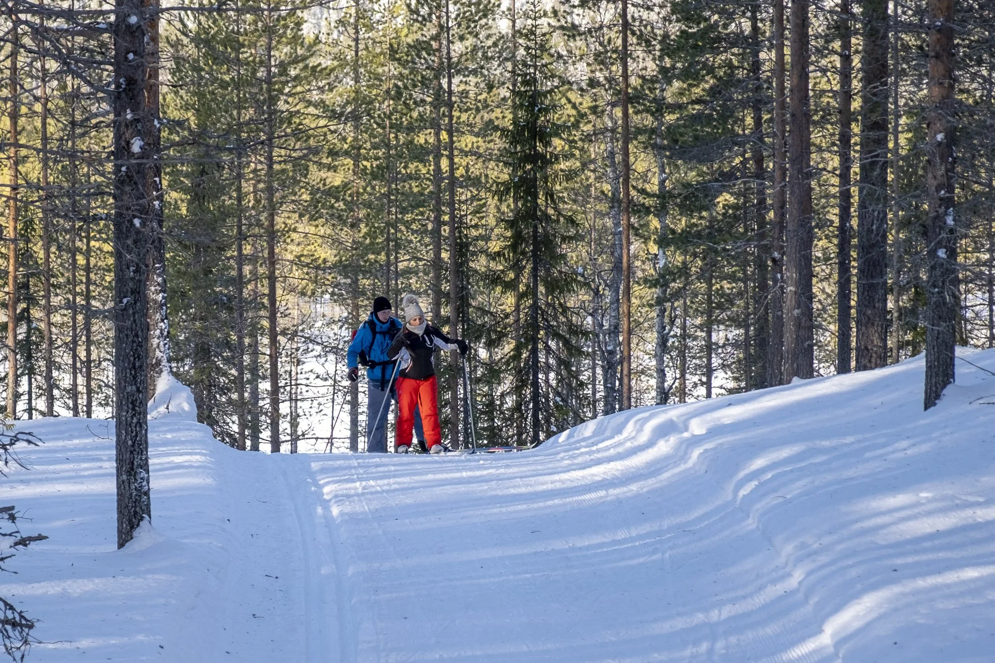 Two people in winter clothing cross-country skiing through a snow-covered forest with tall pine trees.