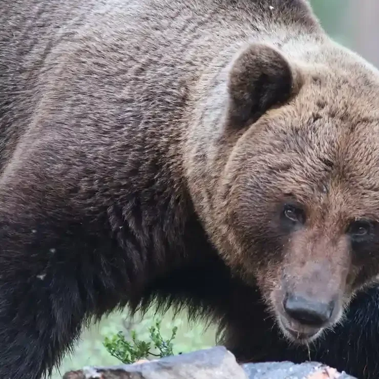 Close-up of a brown bear in a natural setting, showing its head and upper body, with fur and facial features clearly visible.