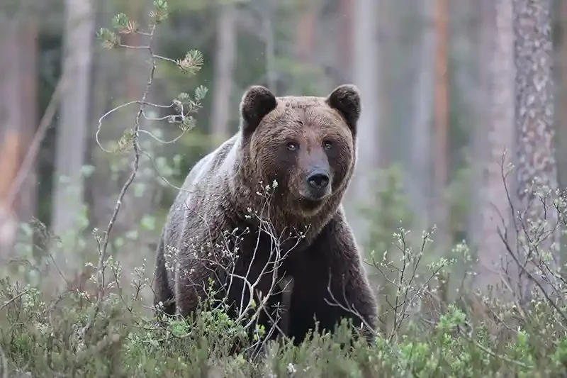 A brown bear standing in a forest with trees and bushes around it.
