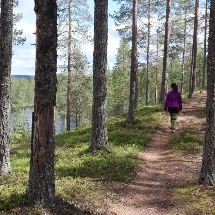 A person in a purple jacket and green pants walking along a forest trail with tall pine trees, overlooking a body of water in a scenic outdoor setting.