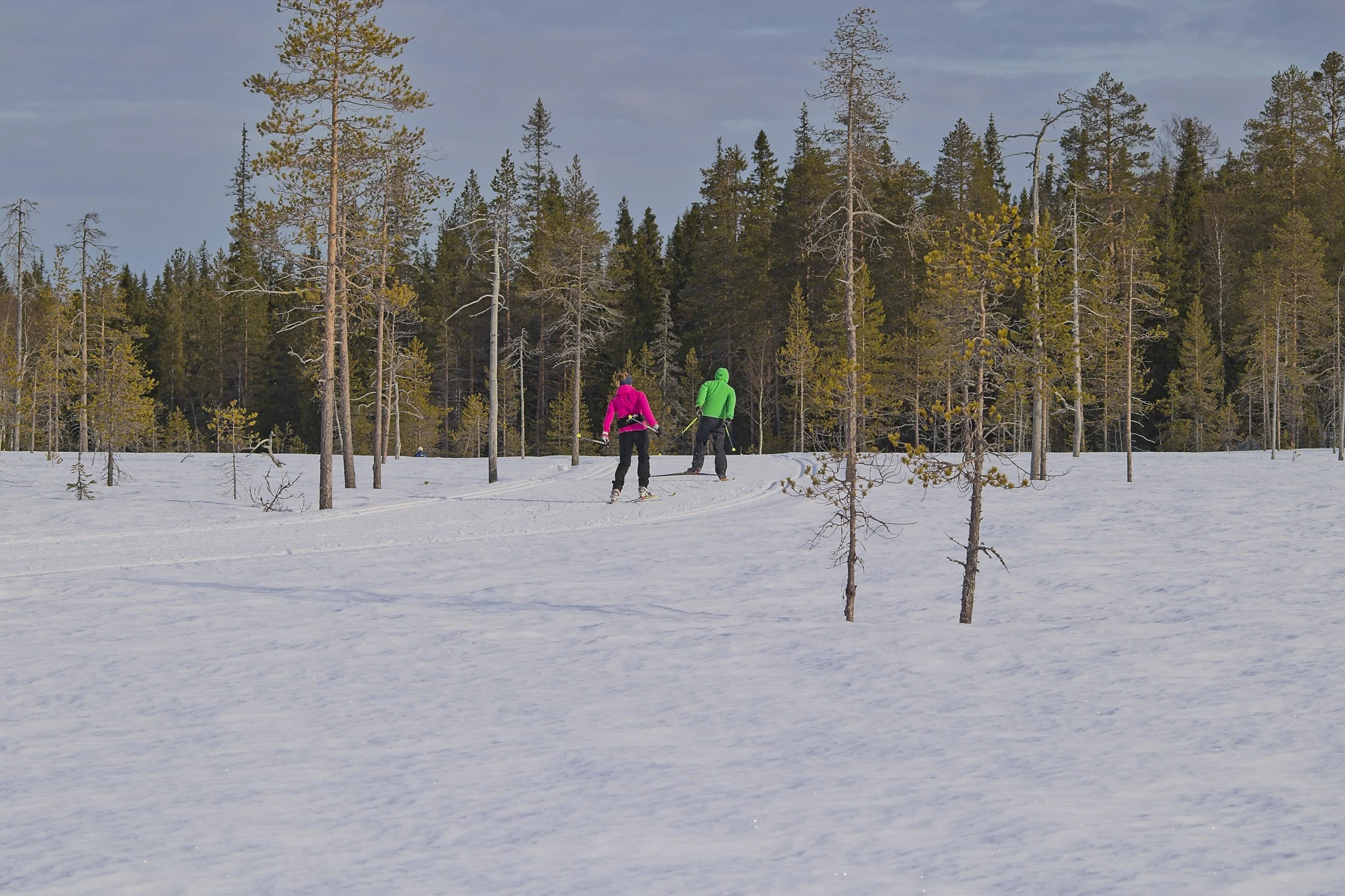 Two people cross-country skiing in a snowy forested landscape with tall pine trees and a cloudy sky.
