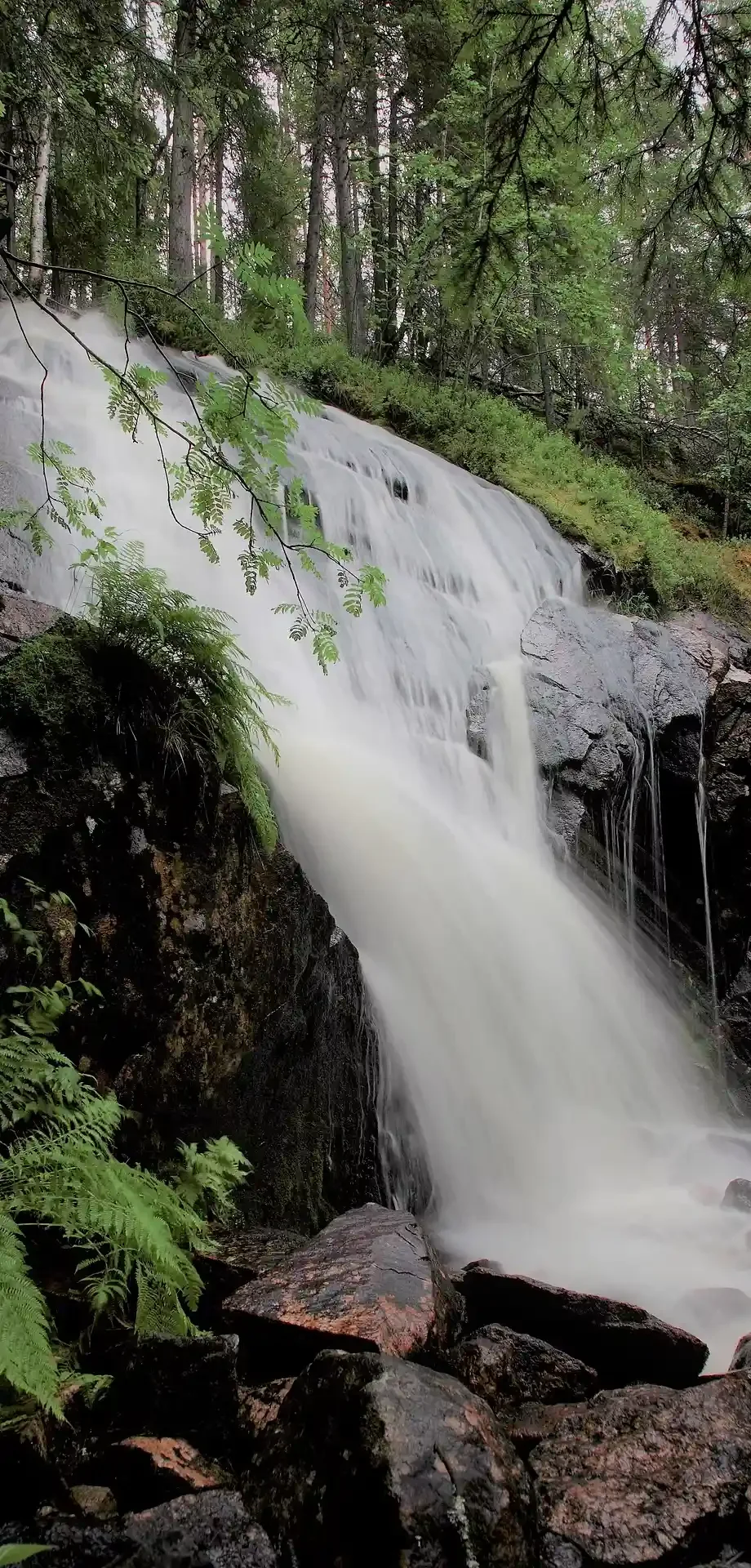 A waterfall cascading over rocks in a forest with lush green trees and plants surrounding it.